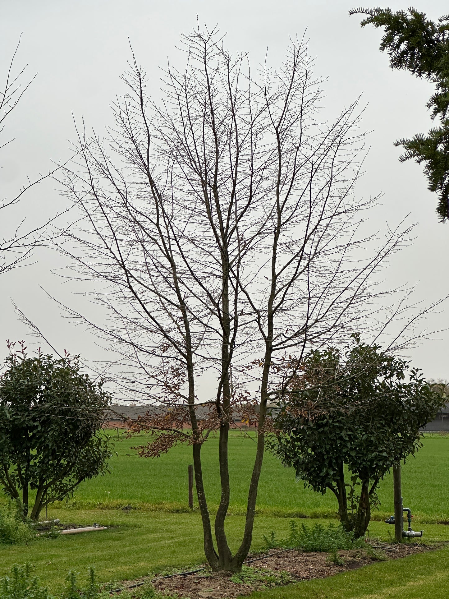 CB TREE #027