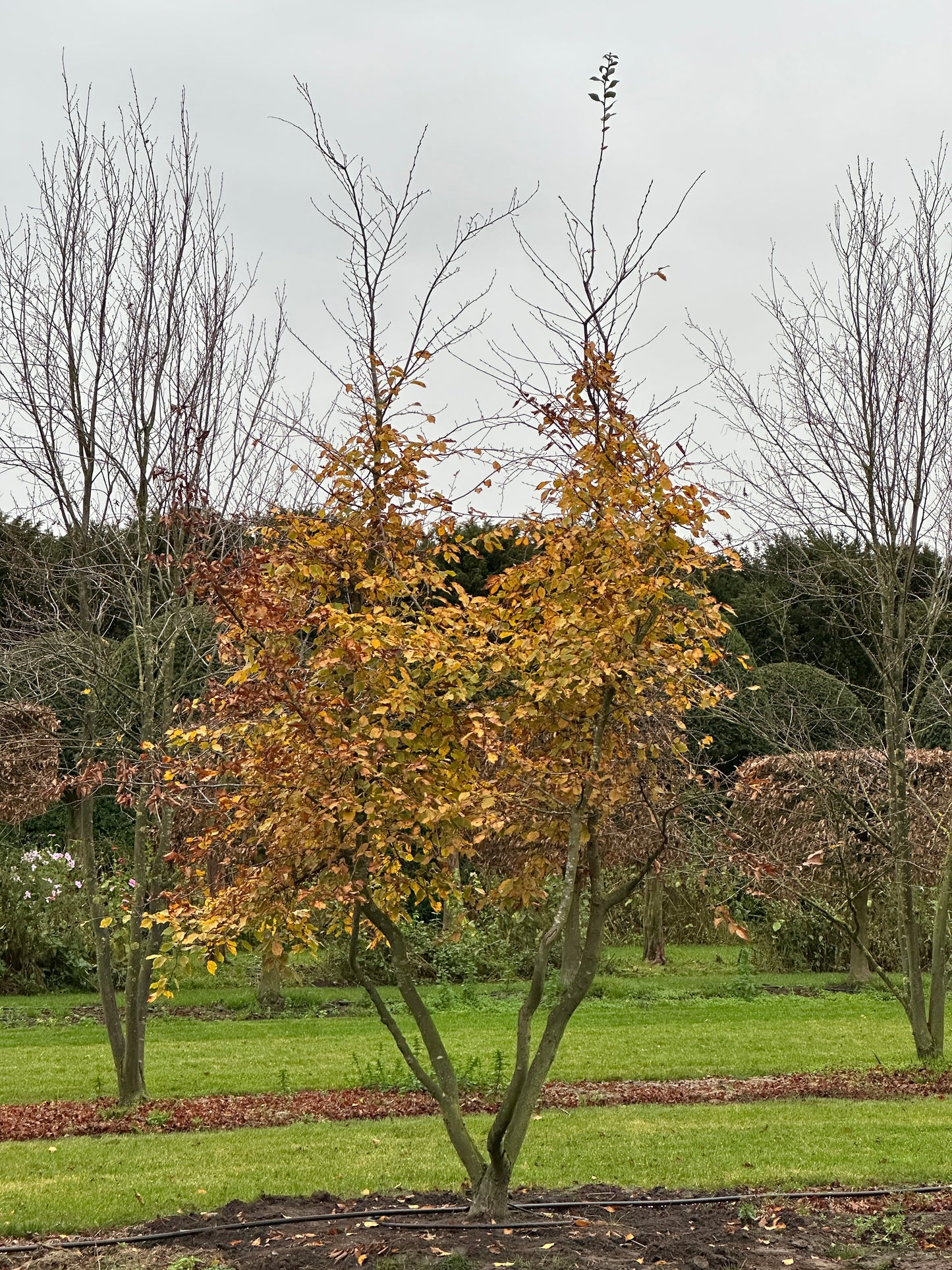 CB TREE #031
