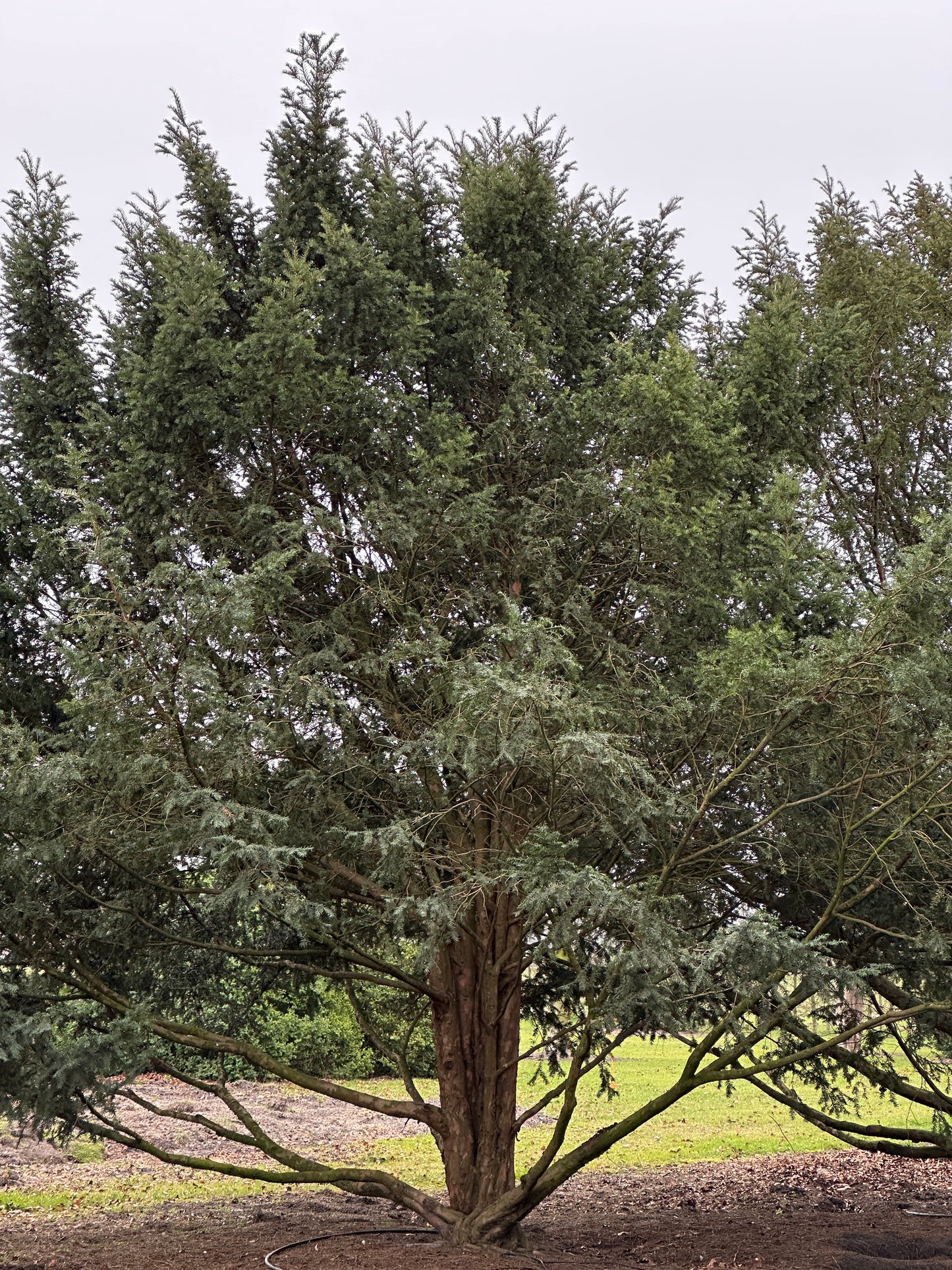 TB TREE #100