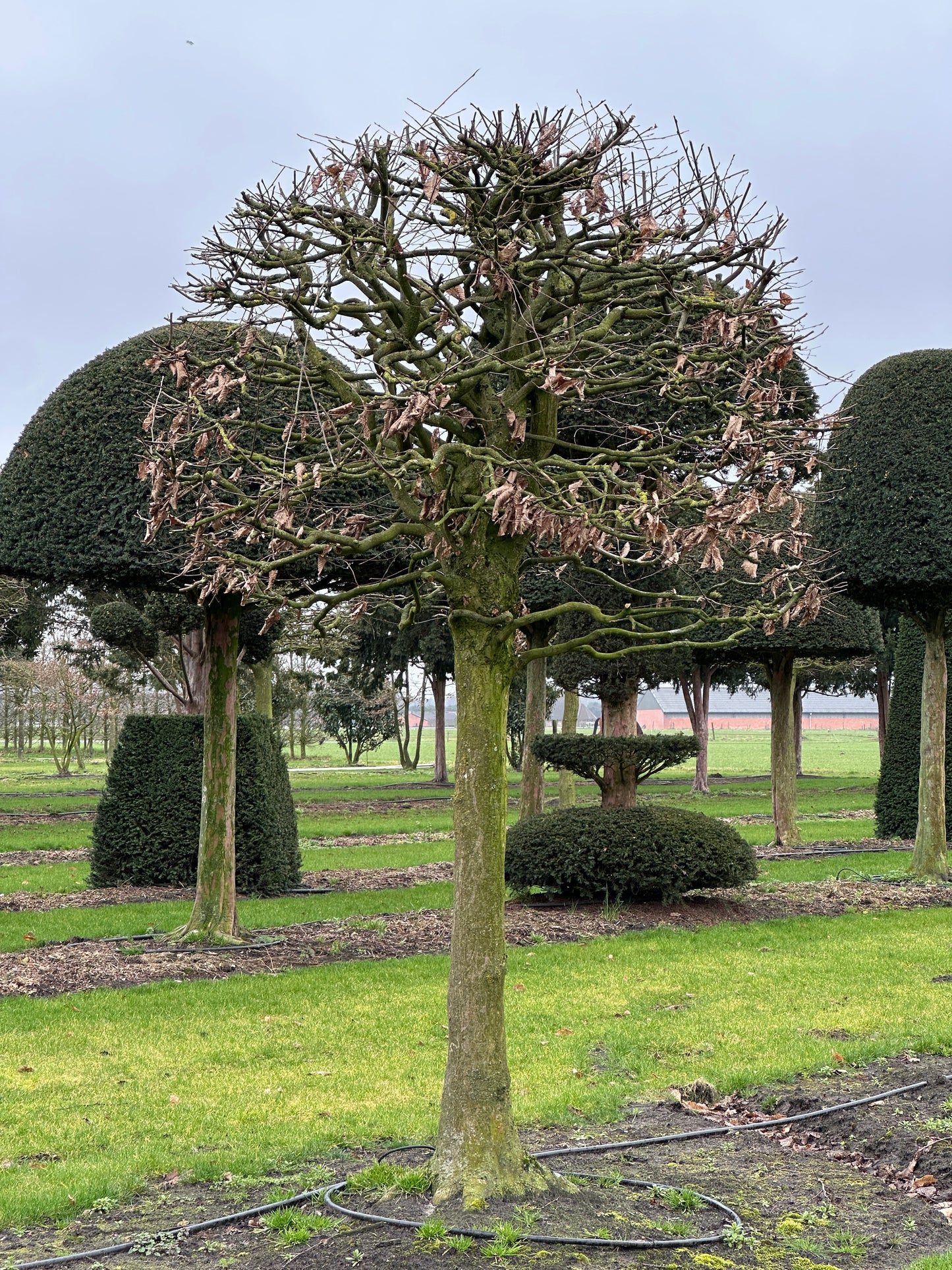 CB TOPIARY #131