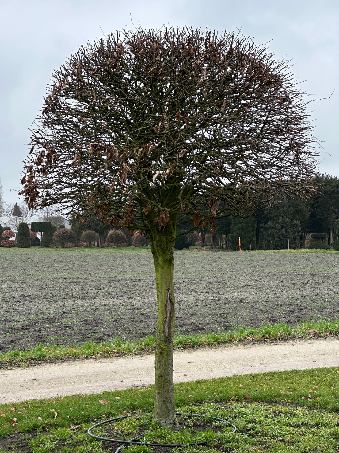CB TOPIARY #142