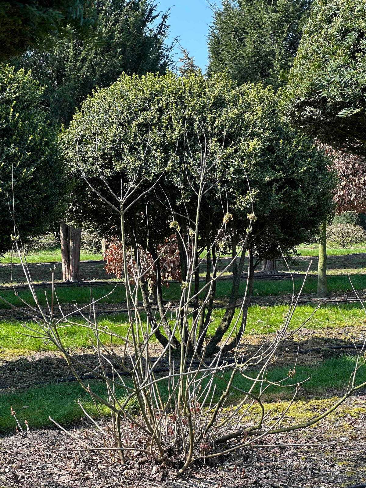 AP SHRUB #016