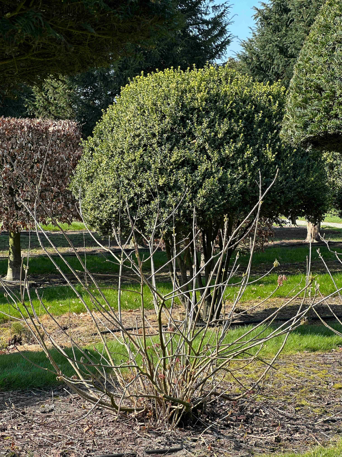 AP SHRUB #013