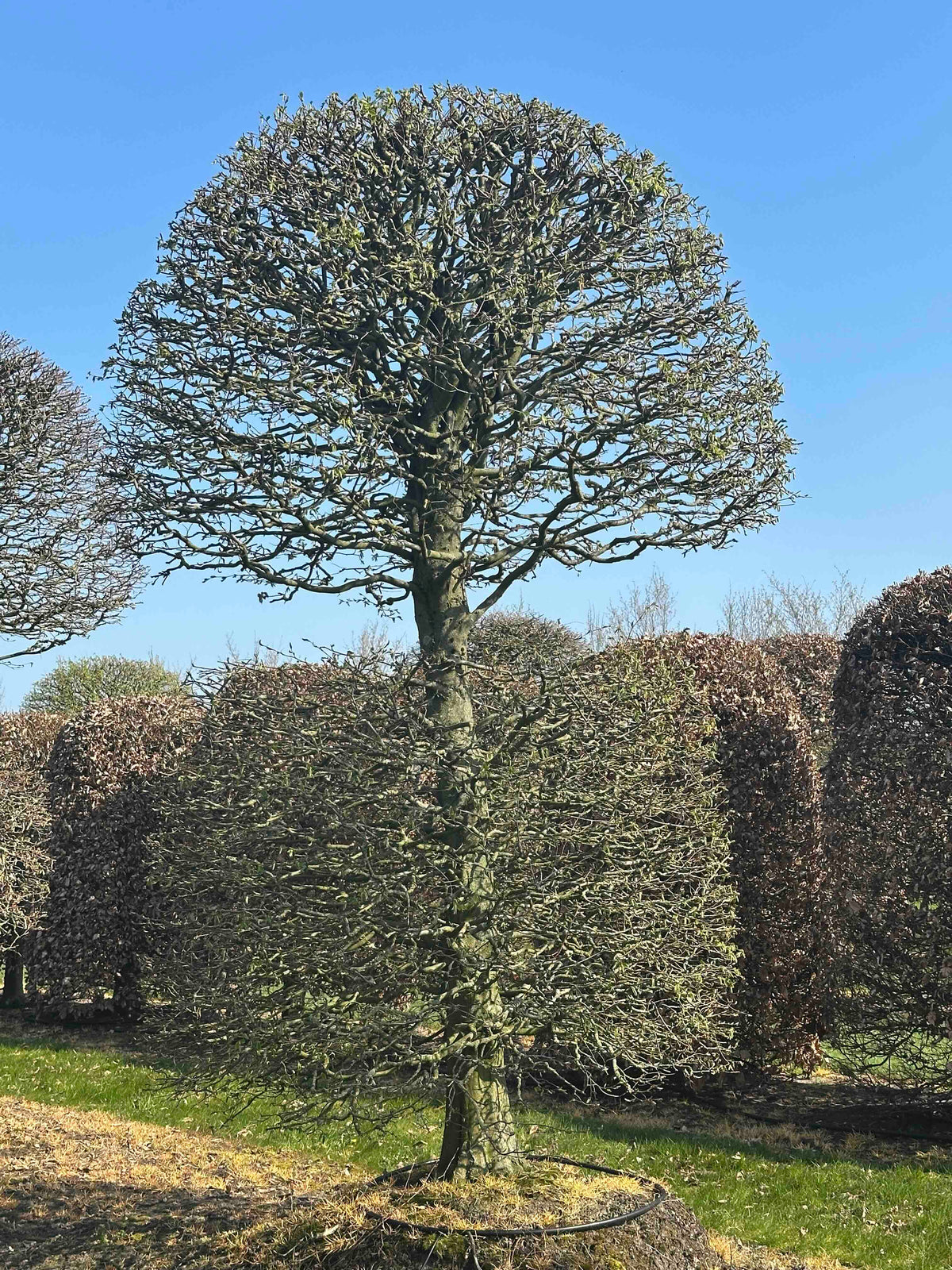CB TOPIARY #163