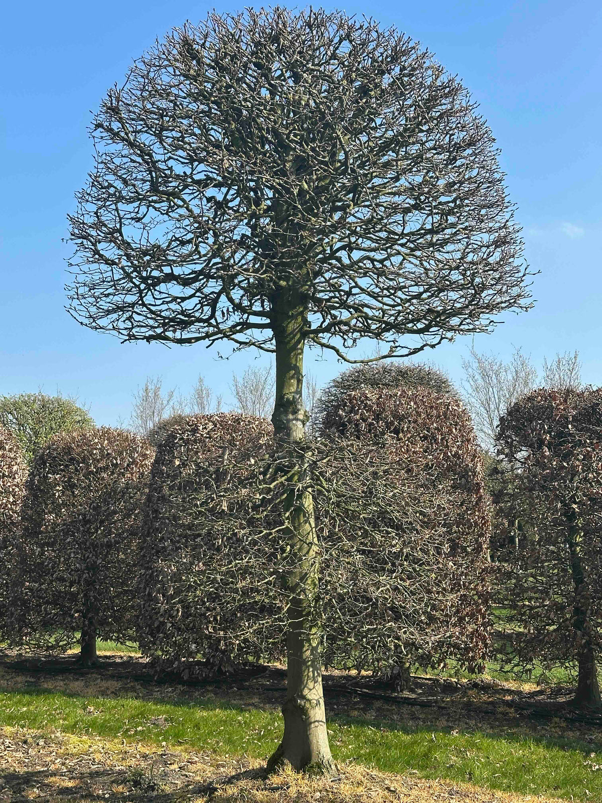 CB TOPIARY #162
