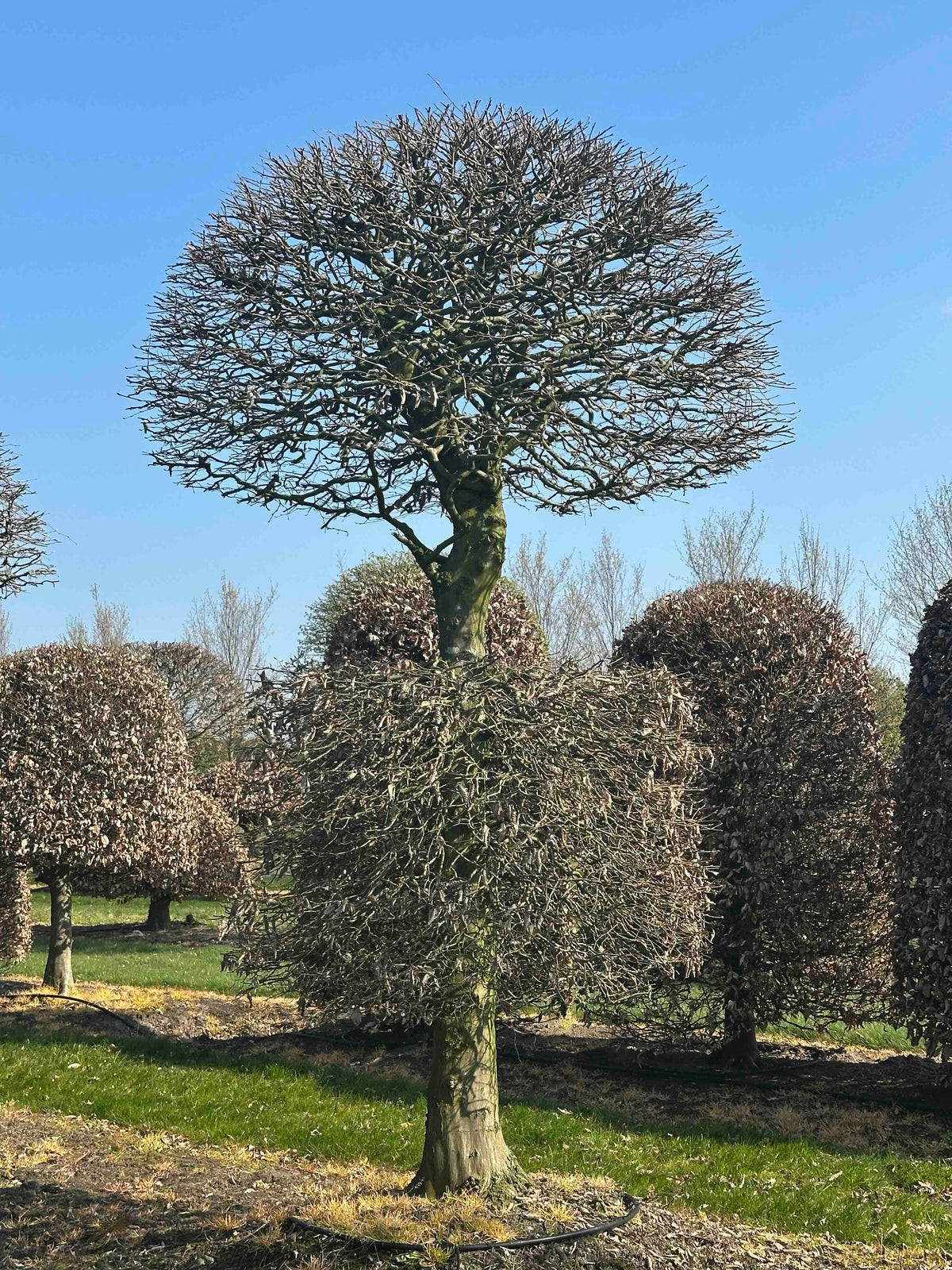 CB TOPIARY #161