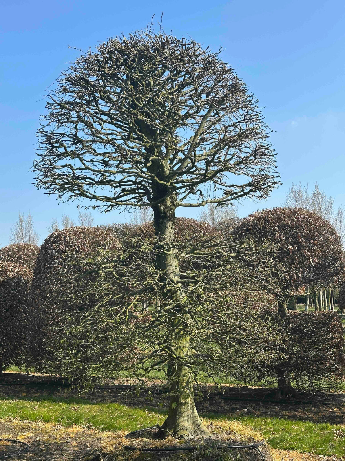 CB TOPIARY #159