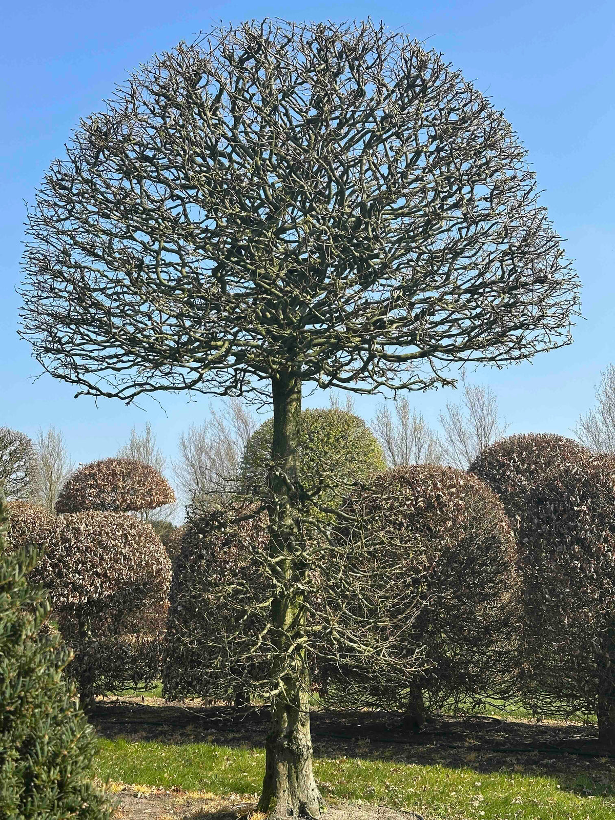 CB TOPIARY #157