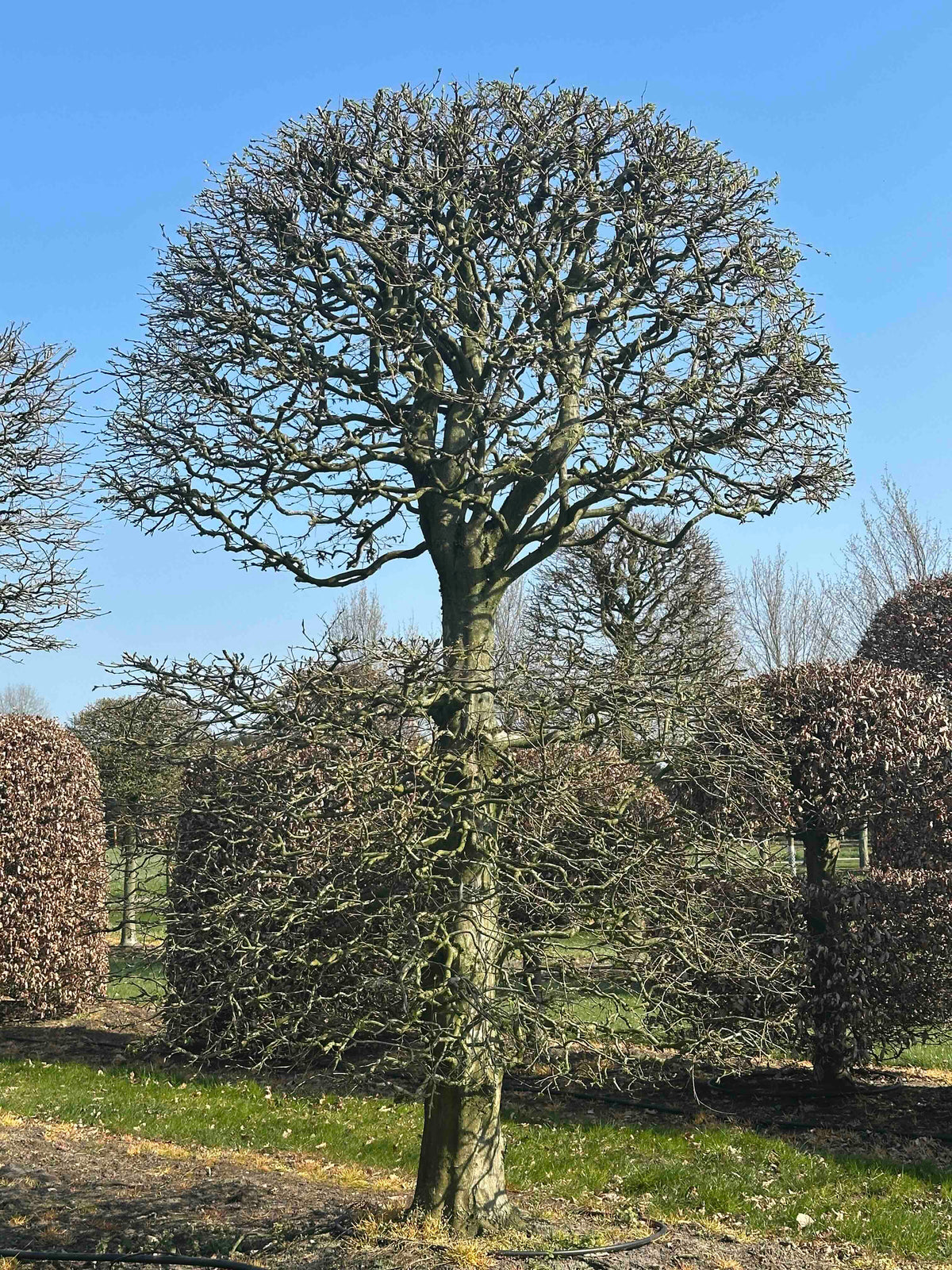 CB TOPIARY #155