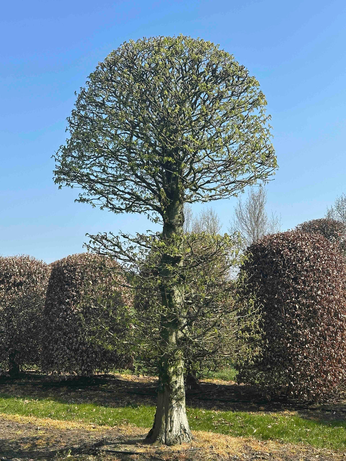 CB TOPIARY #153