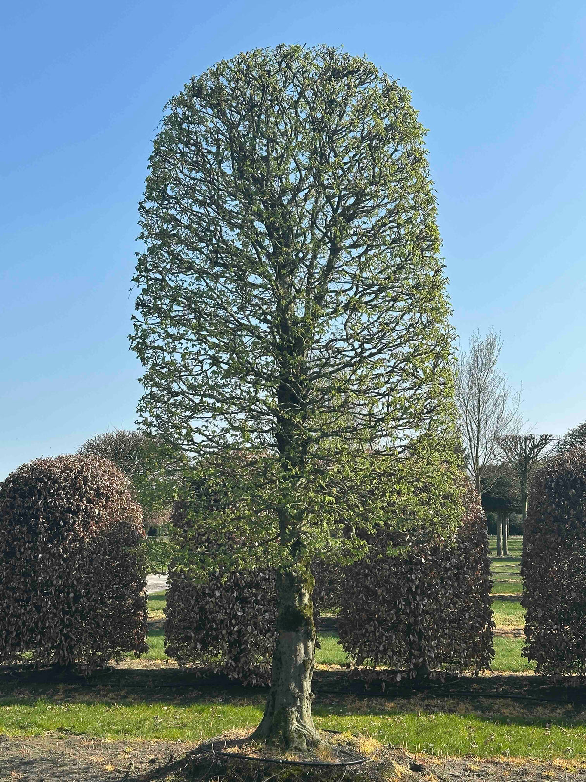CB TOPIARY #151