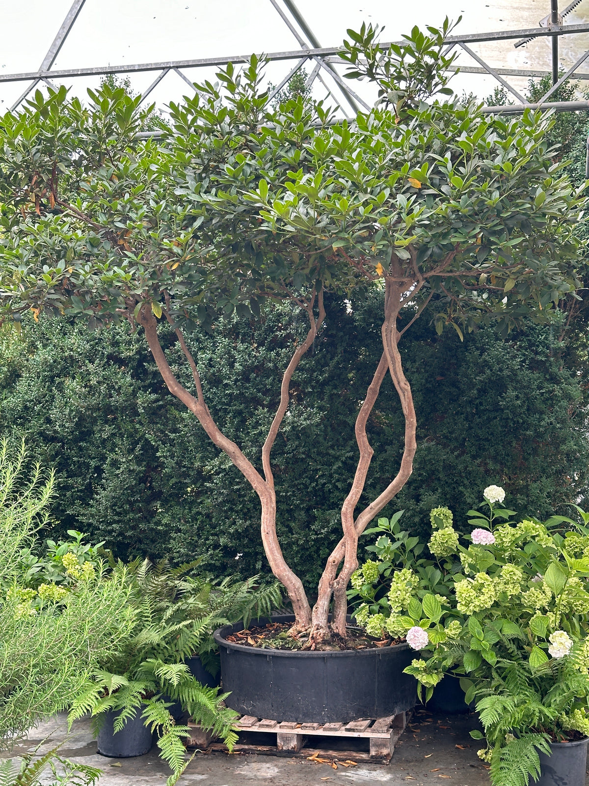 RCW TREE #001