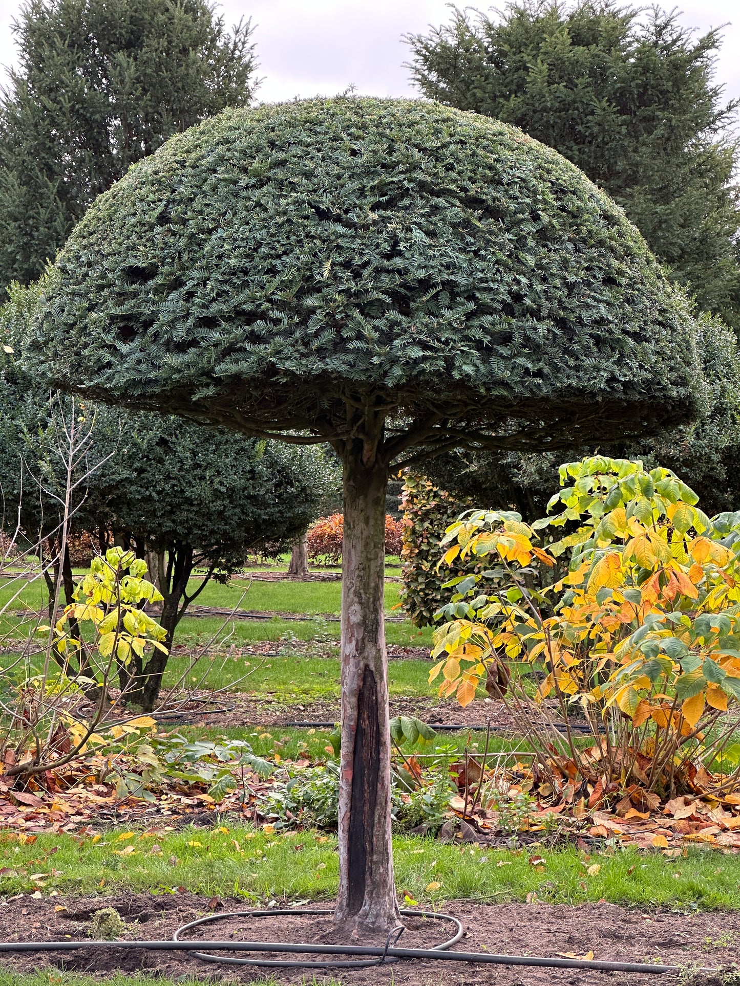 TB TOPIARY #578