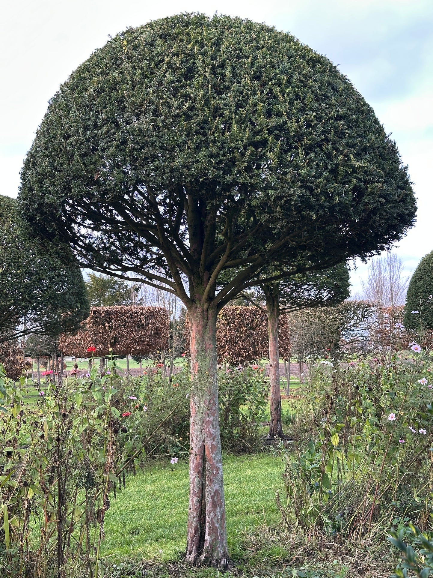 TB TOPIARY #593