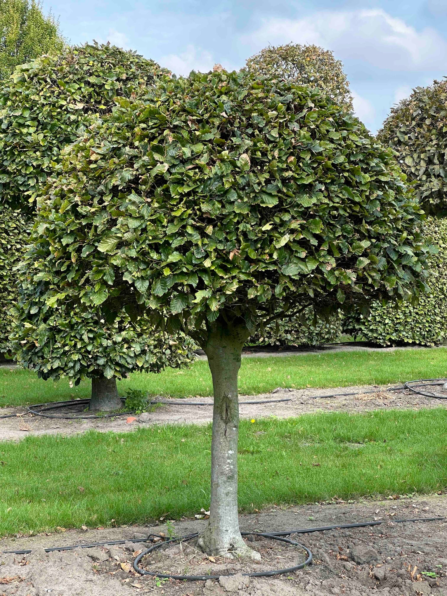 FS TOPIARY #082