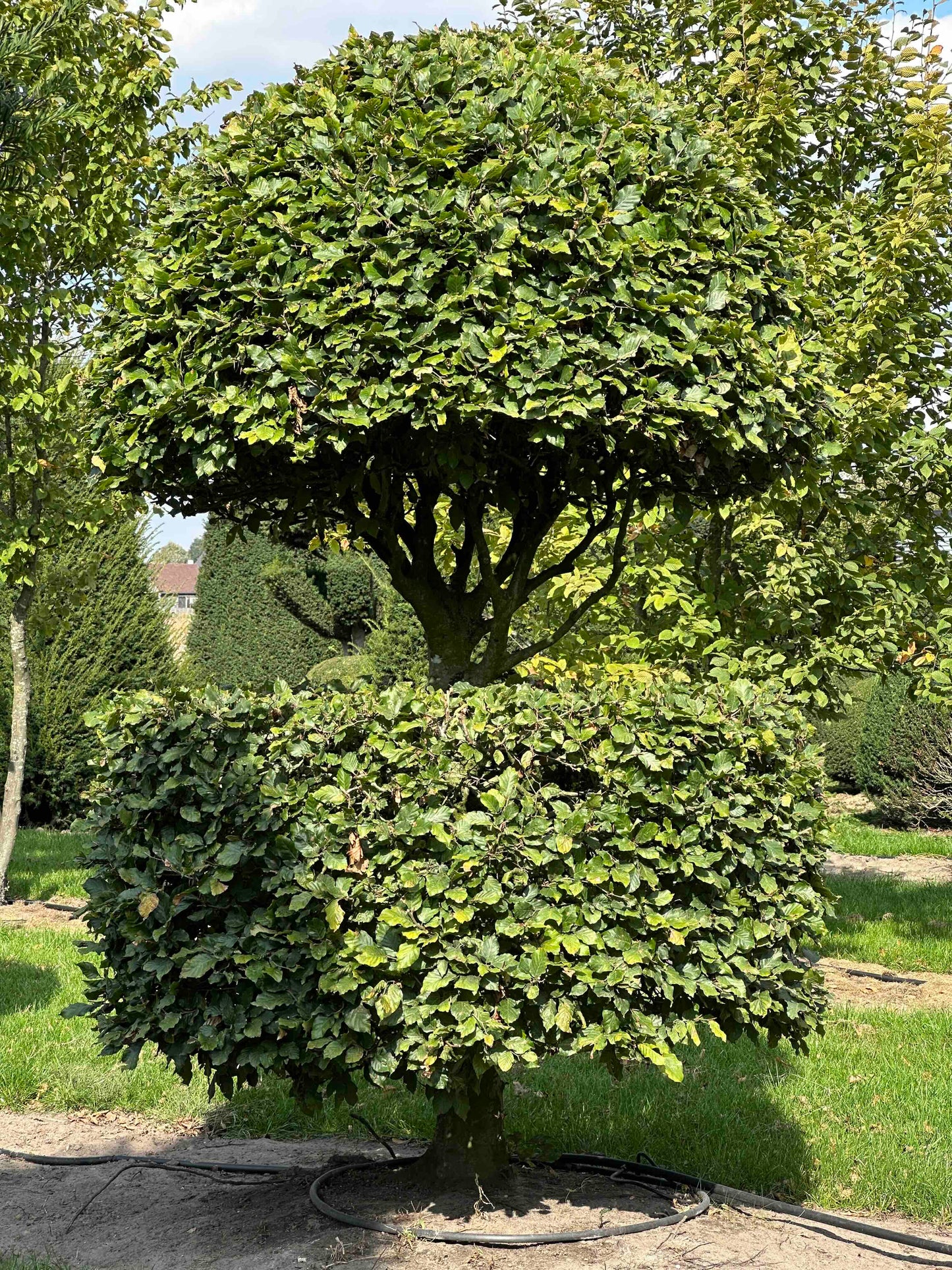 FS TOPIARY #255