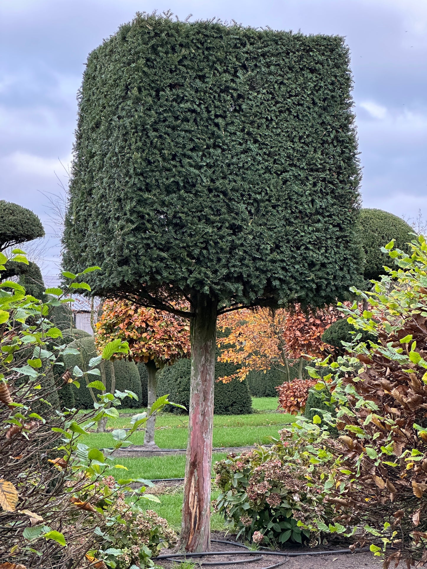 TB TOPIARY #642