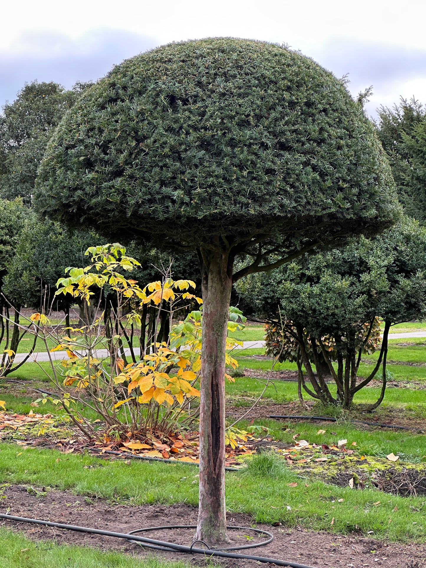 TB TOPIARY #584