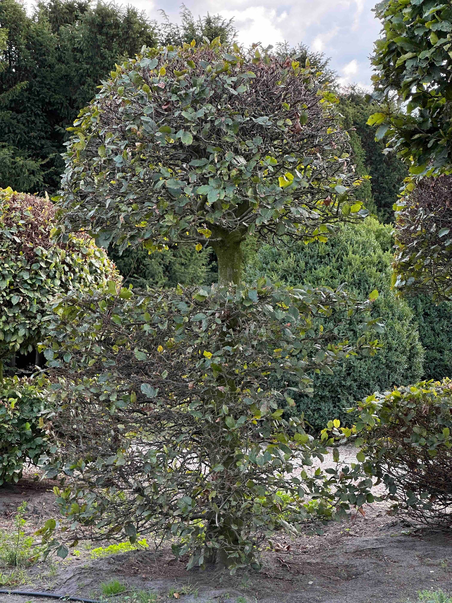FS TOPIARY #156