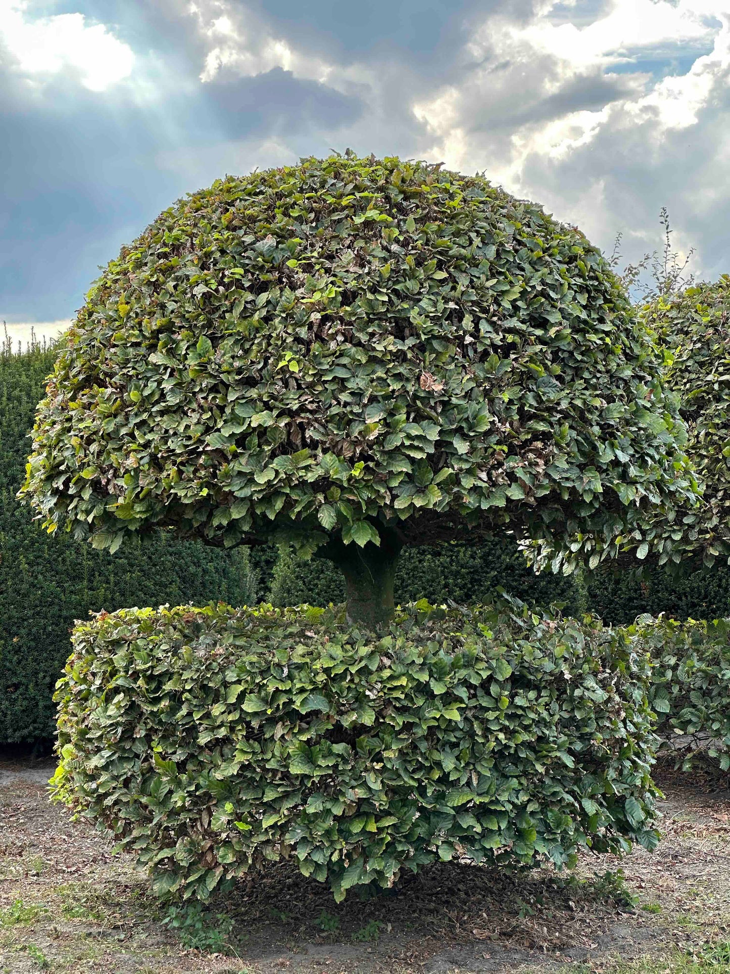 FS TOPIARY #197