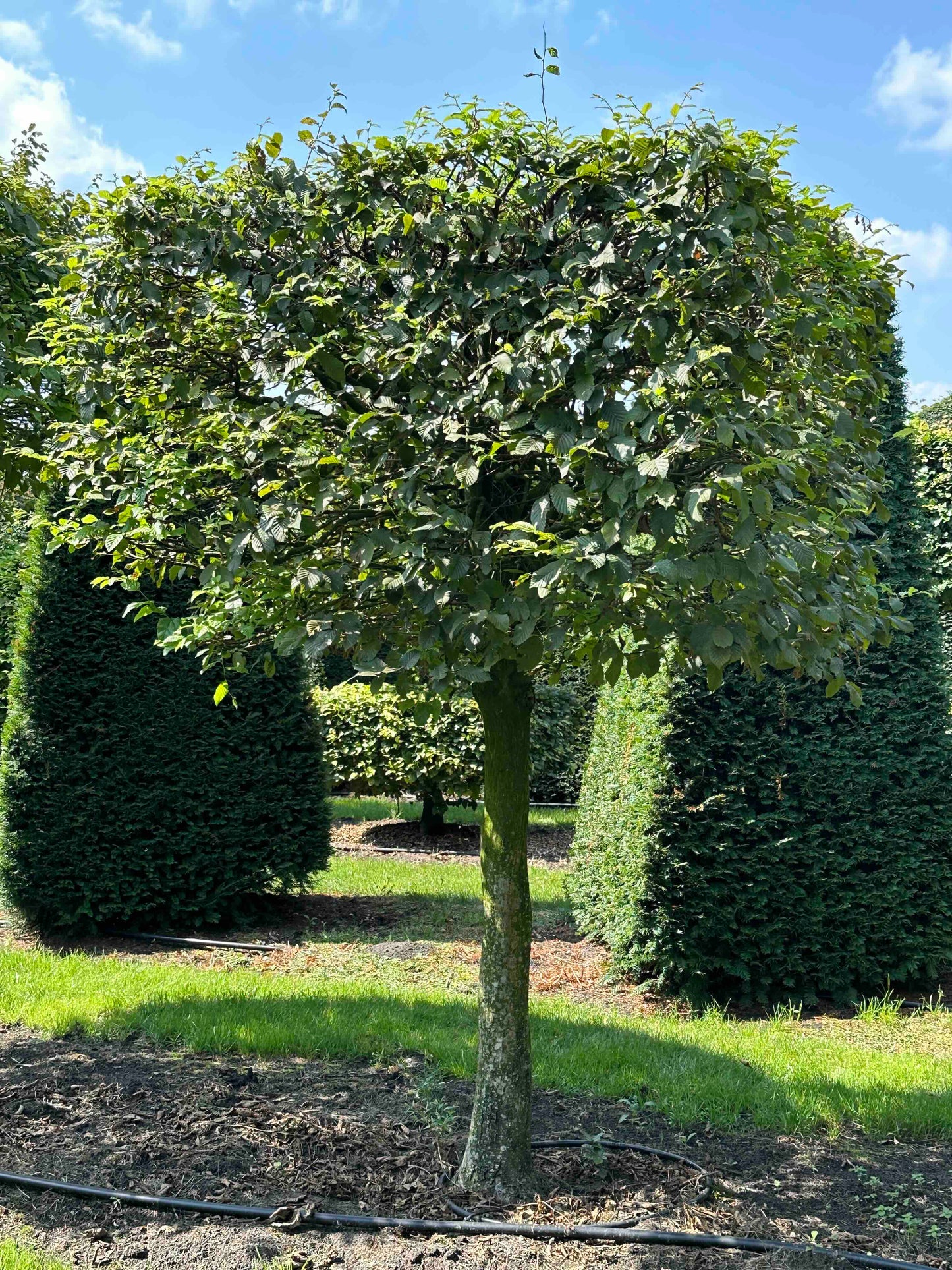 CB TOPIARY #011