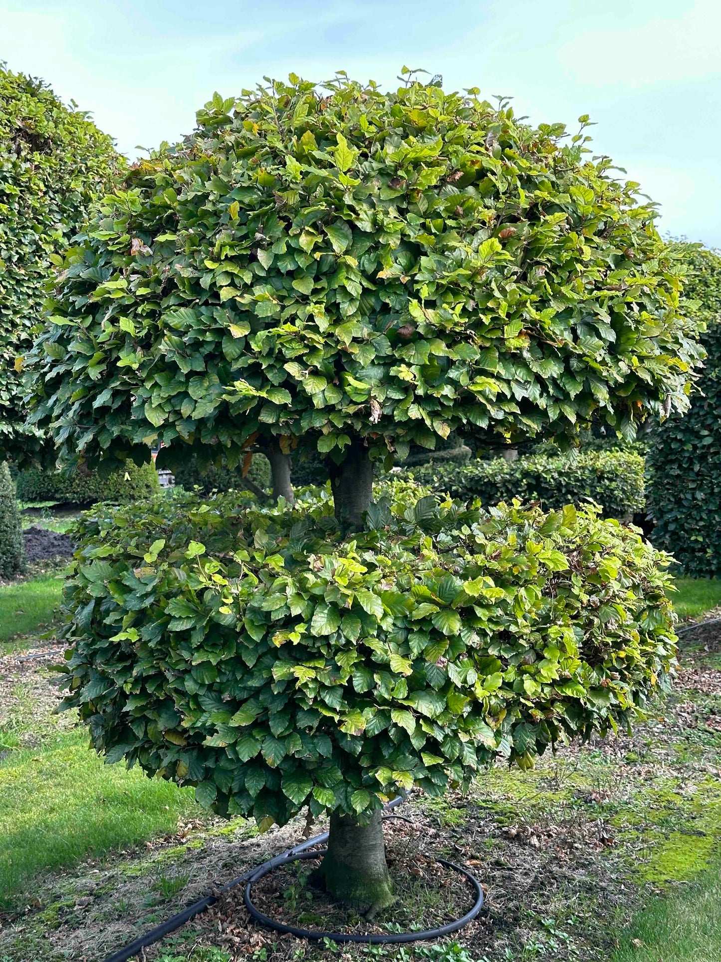 FS TOPIARY #218
