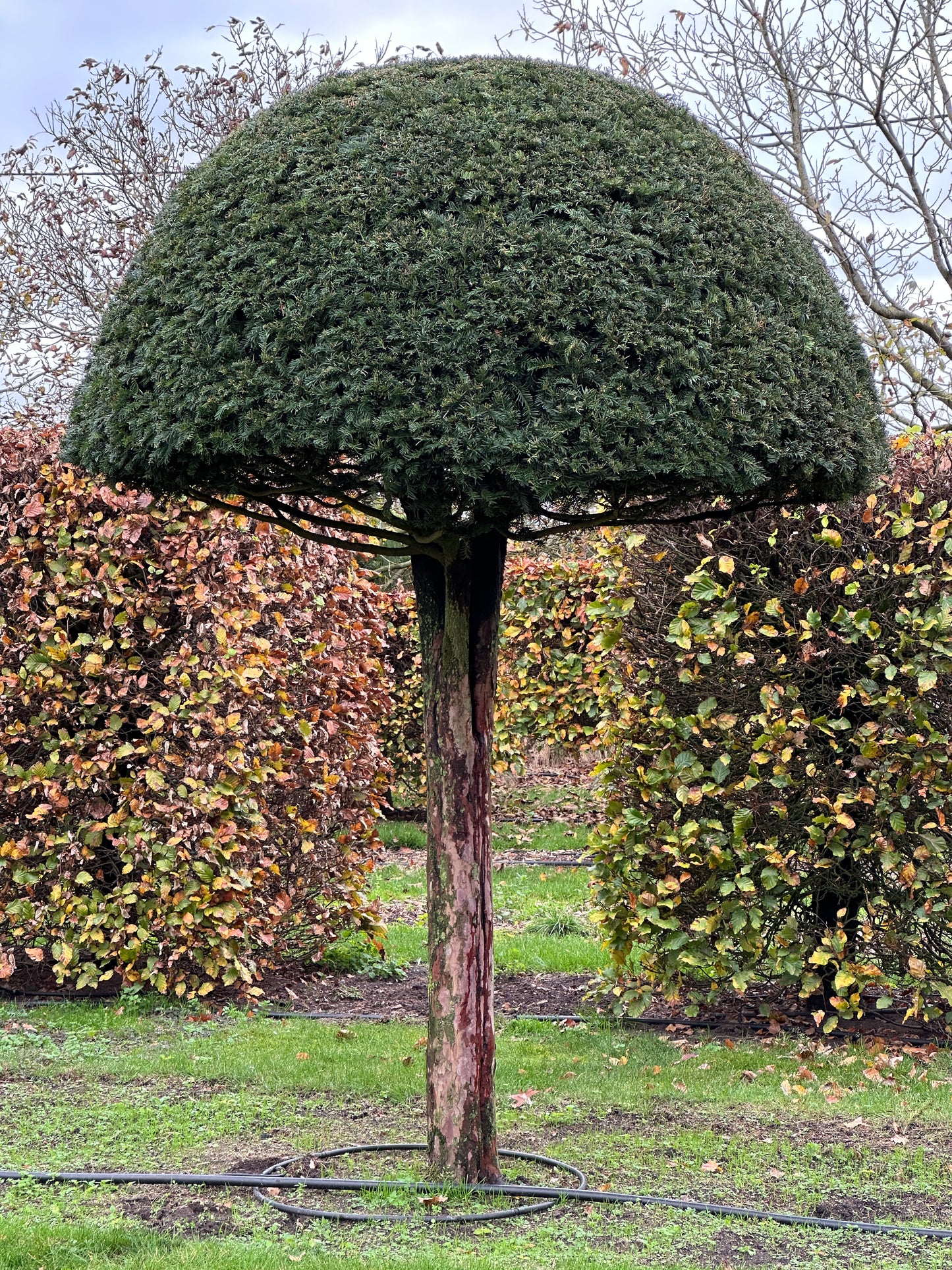 TB TOPIARY #534