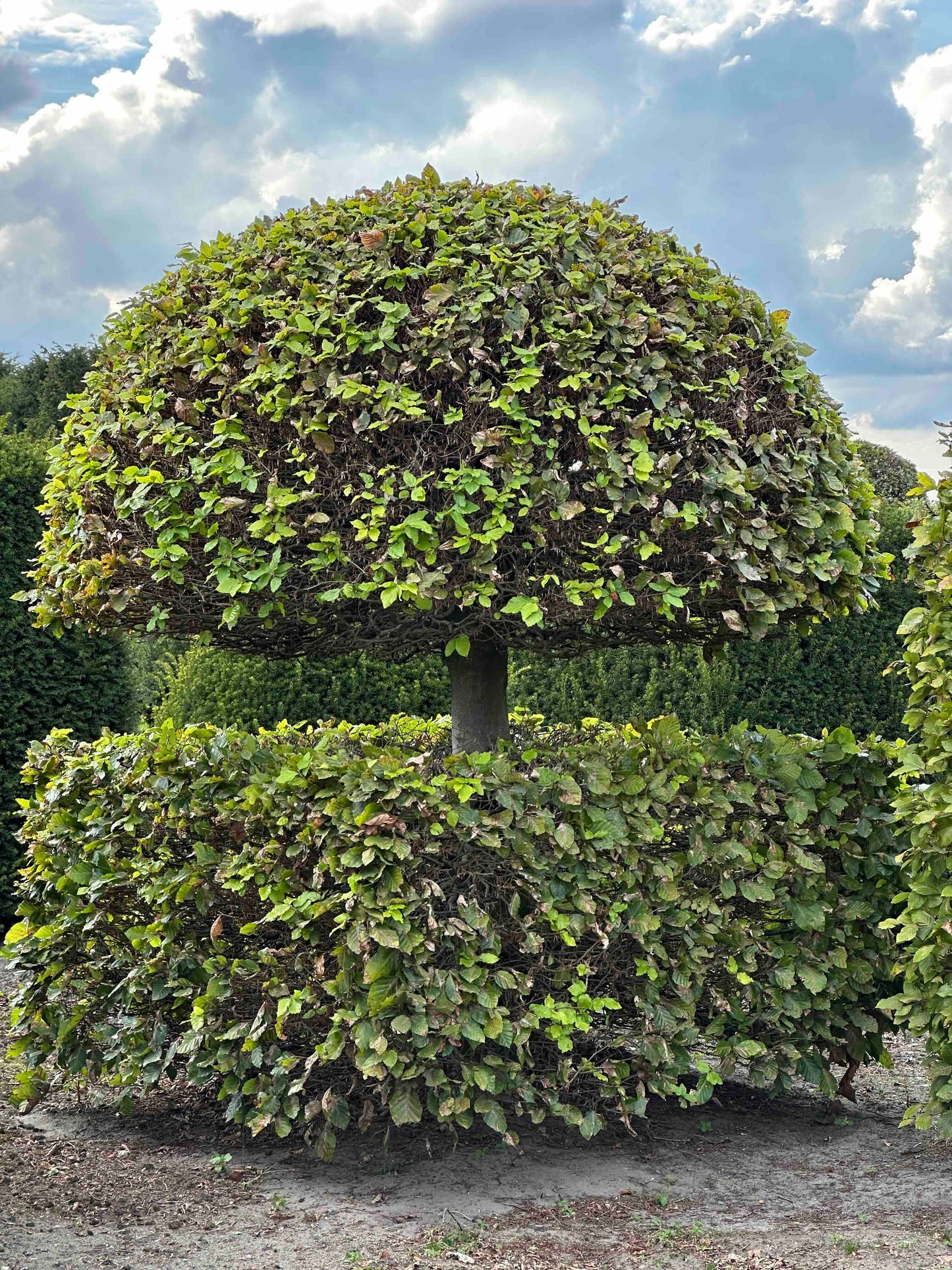 FS TOPIARY #193