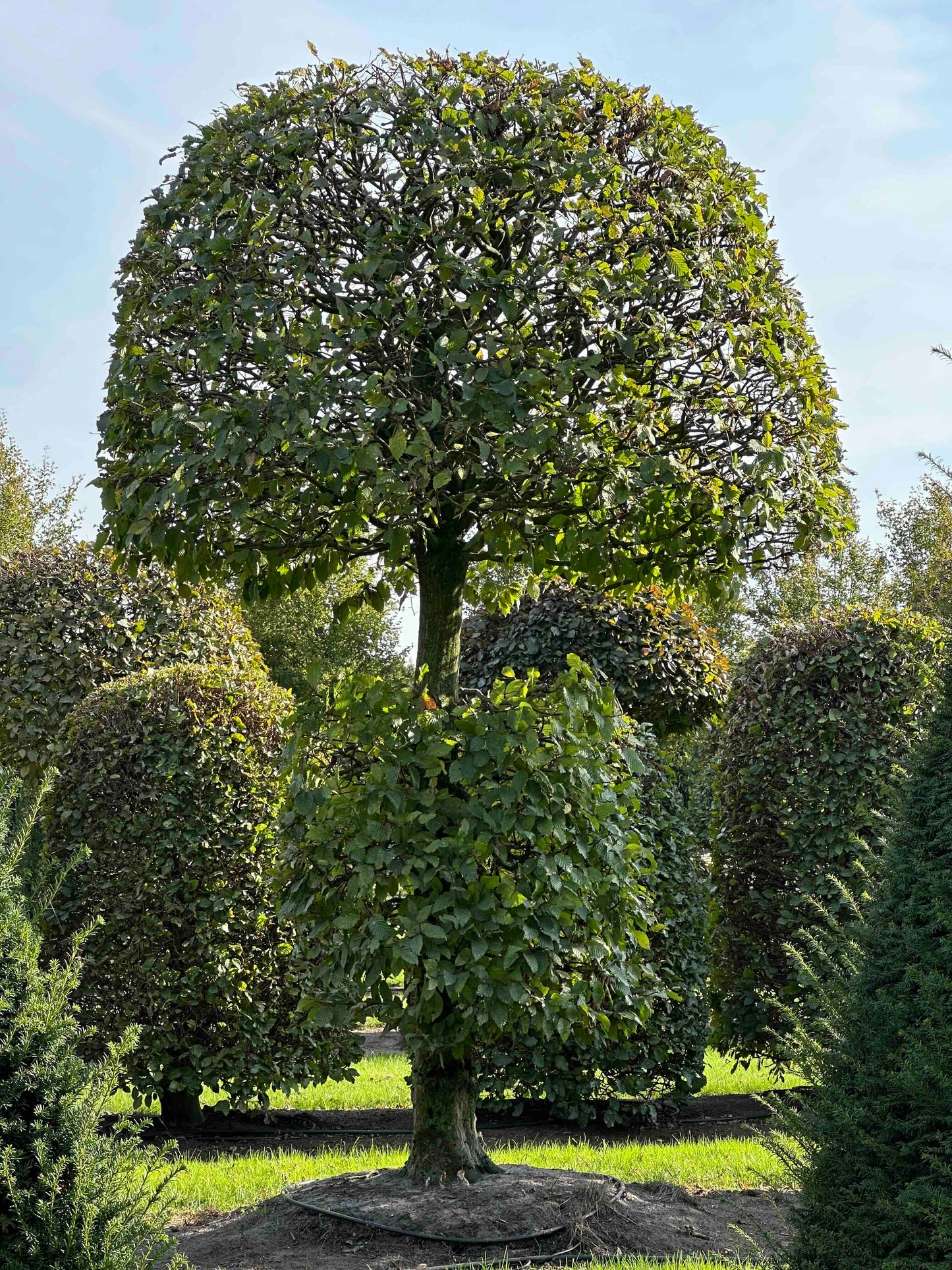 CB TOPIARY #157