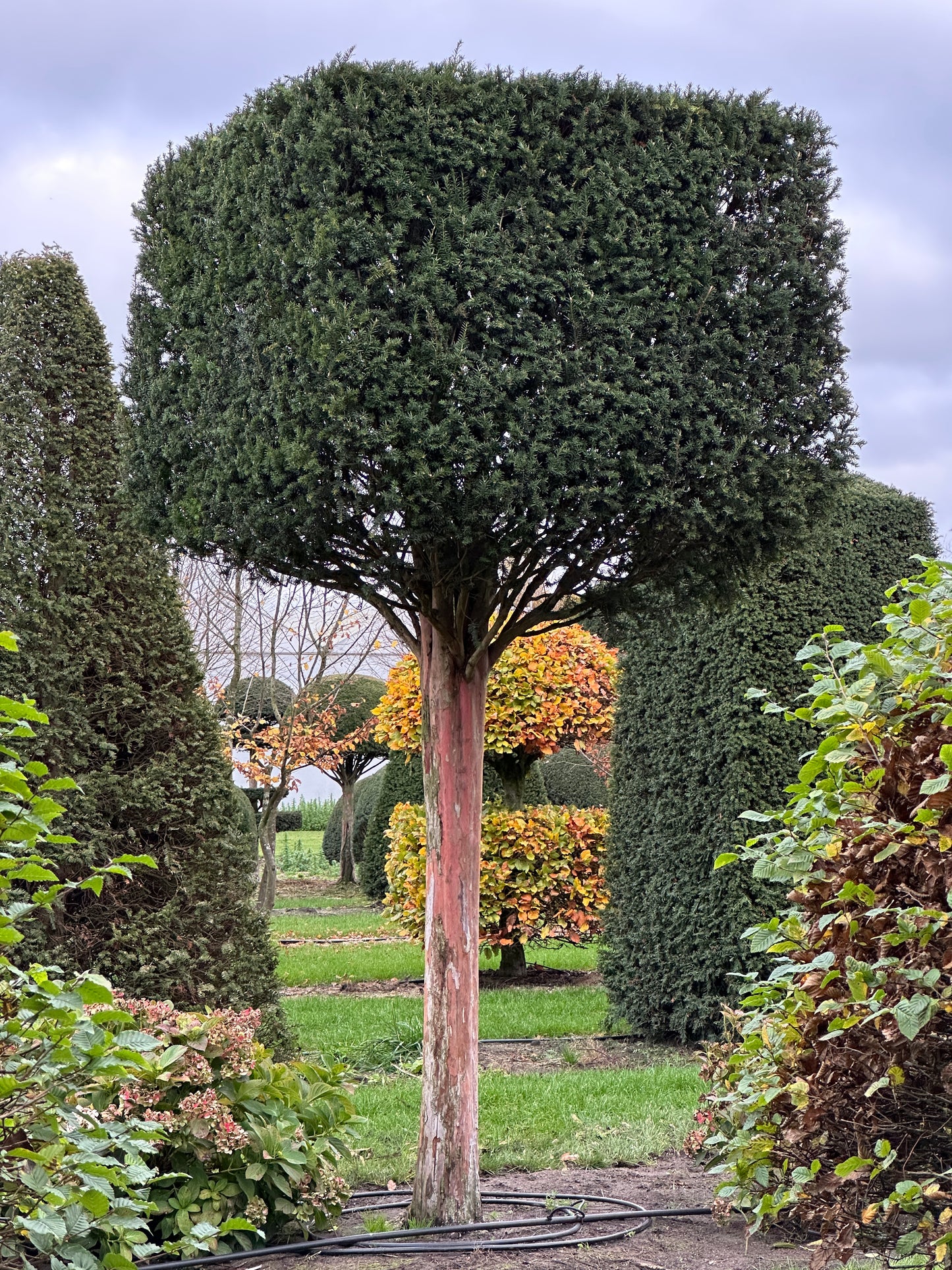 TB TOPIARY #647