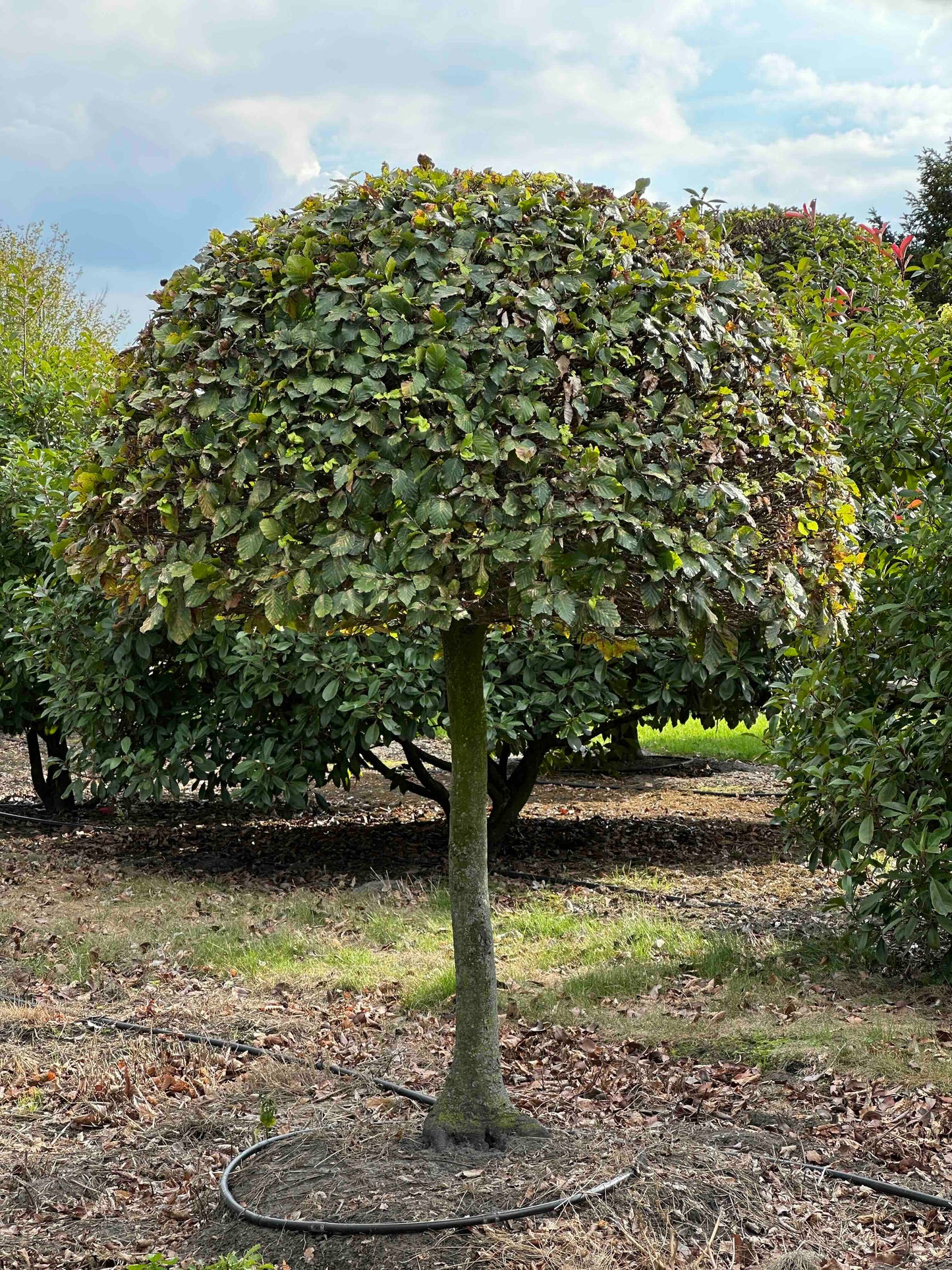 FS TOPIARY #191