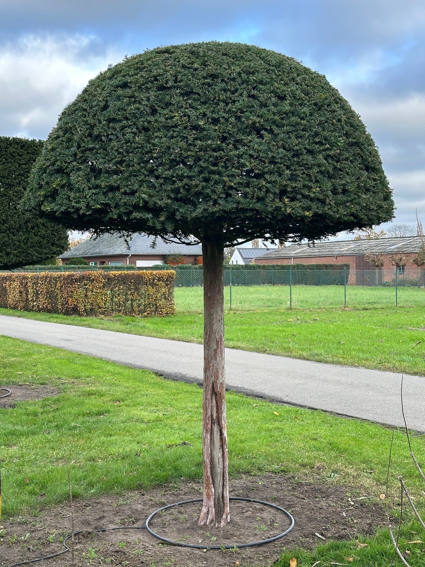 TB TOPIARY #586