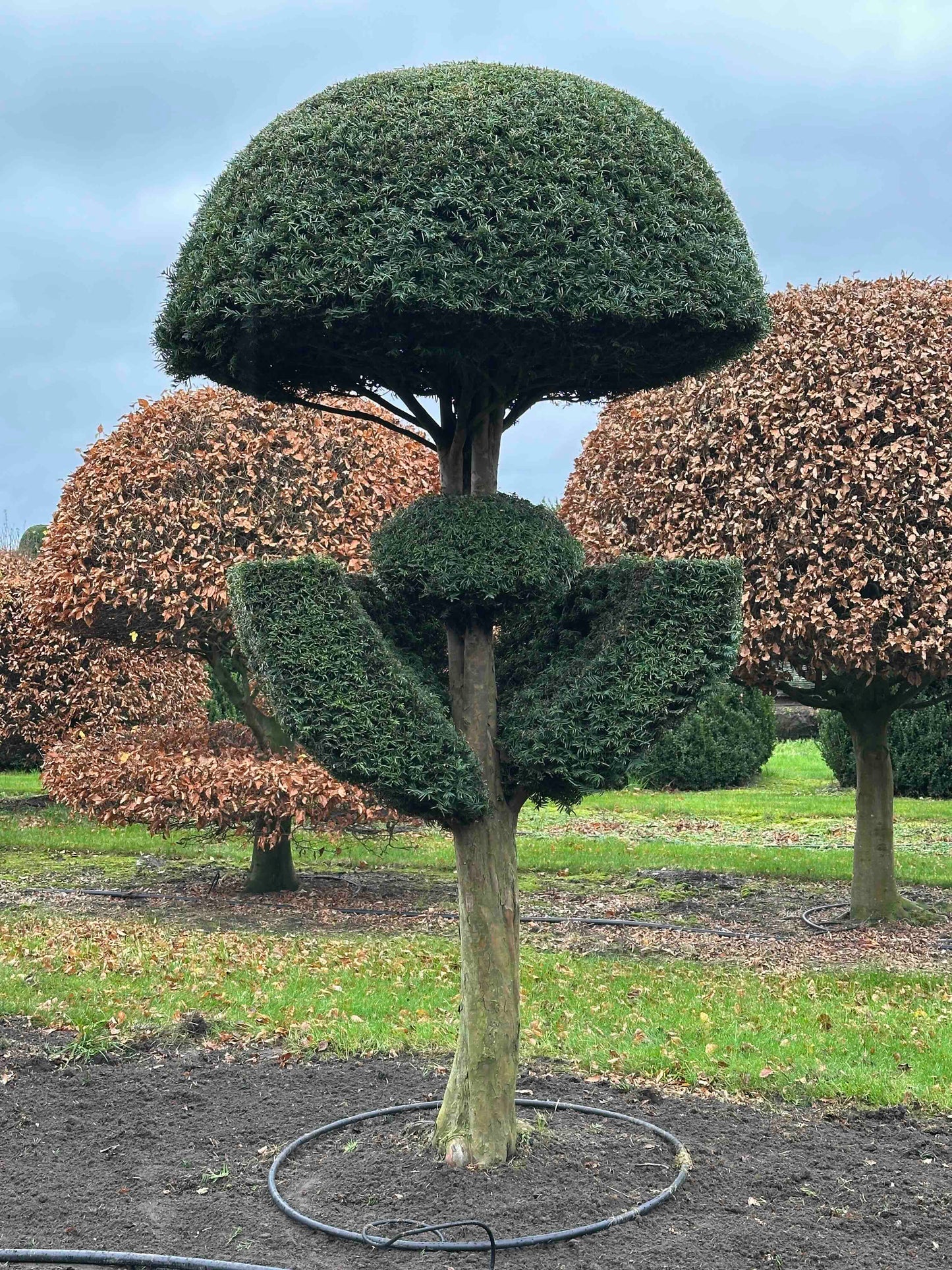 TB TOPIARY #366