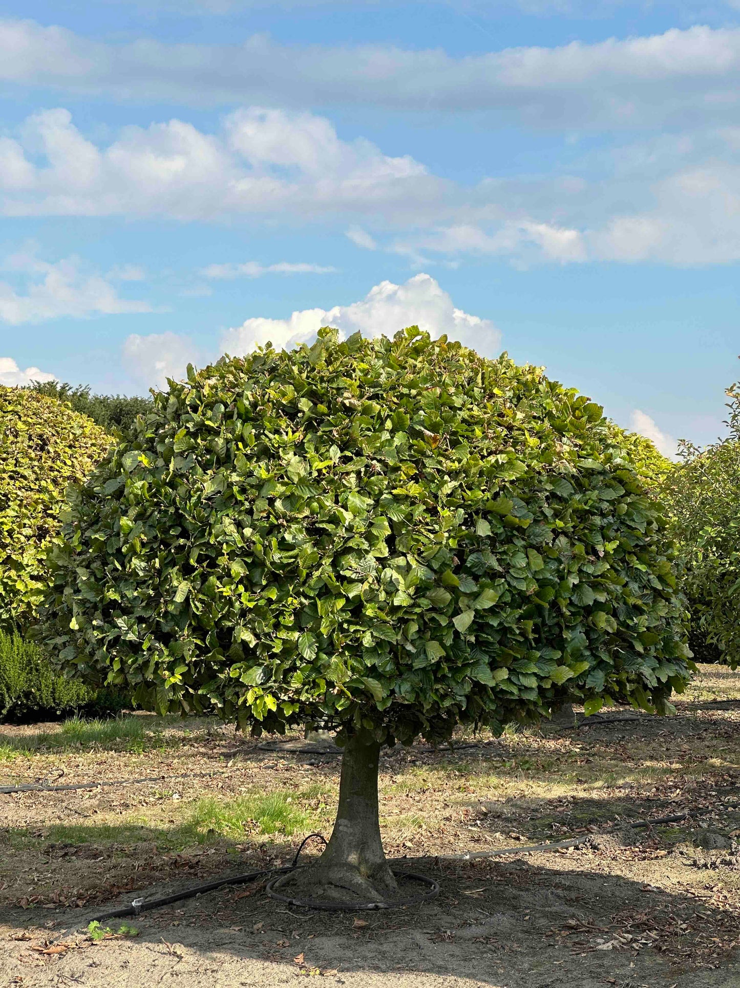 FS TOPIARY #184