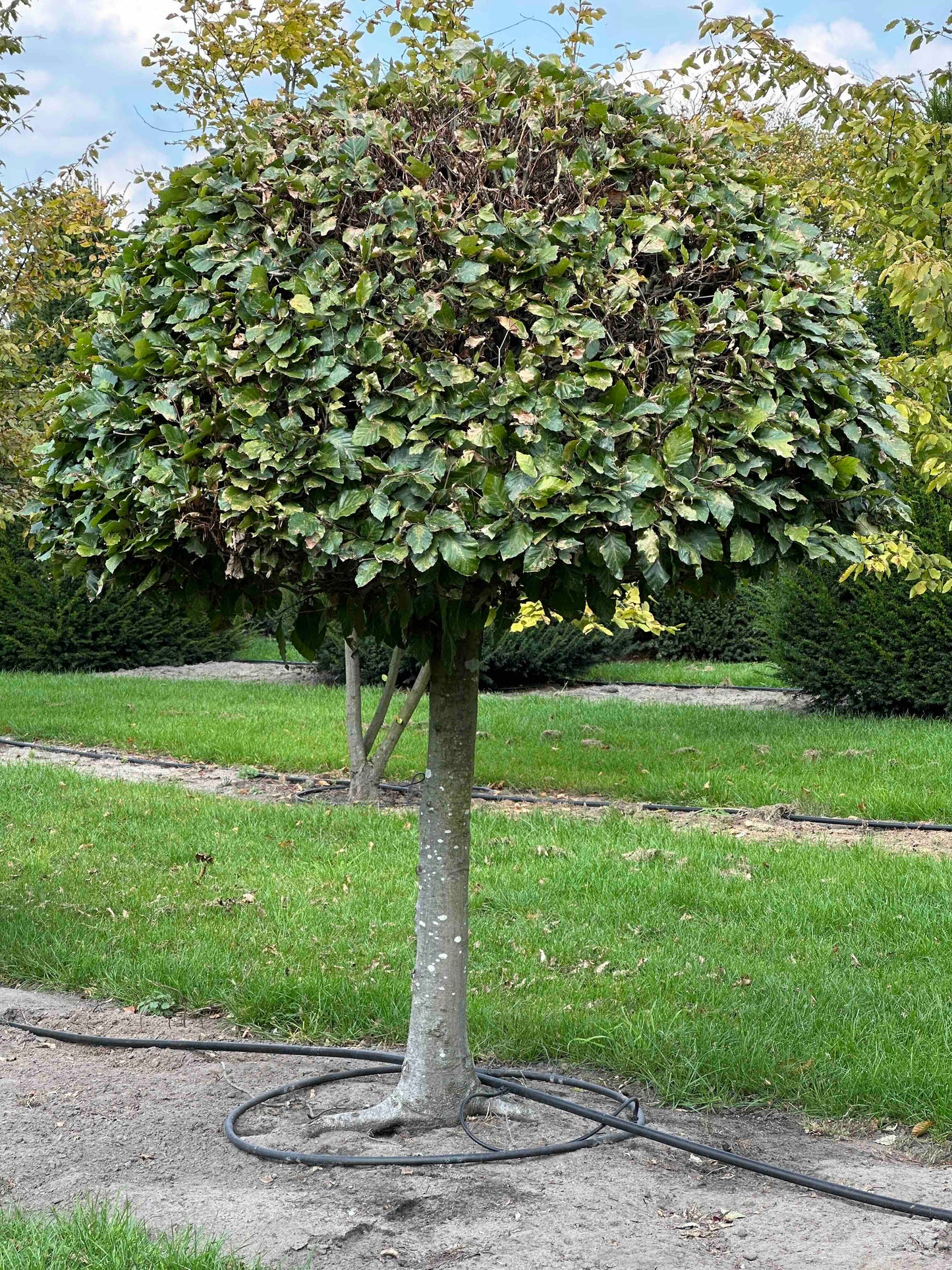 FS TOPIARY #250