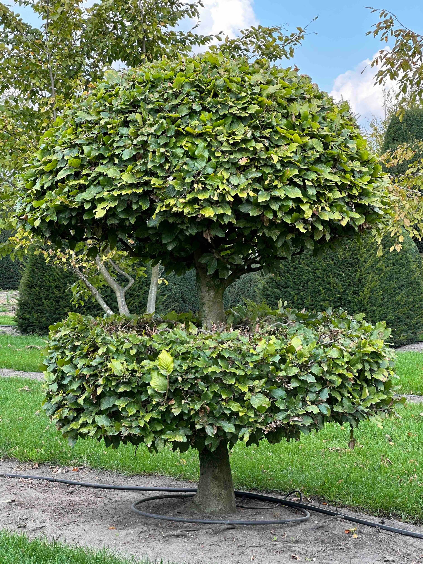 FS TOPIARY #245