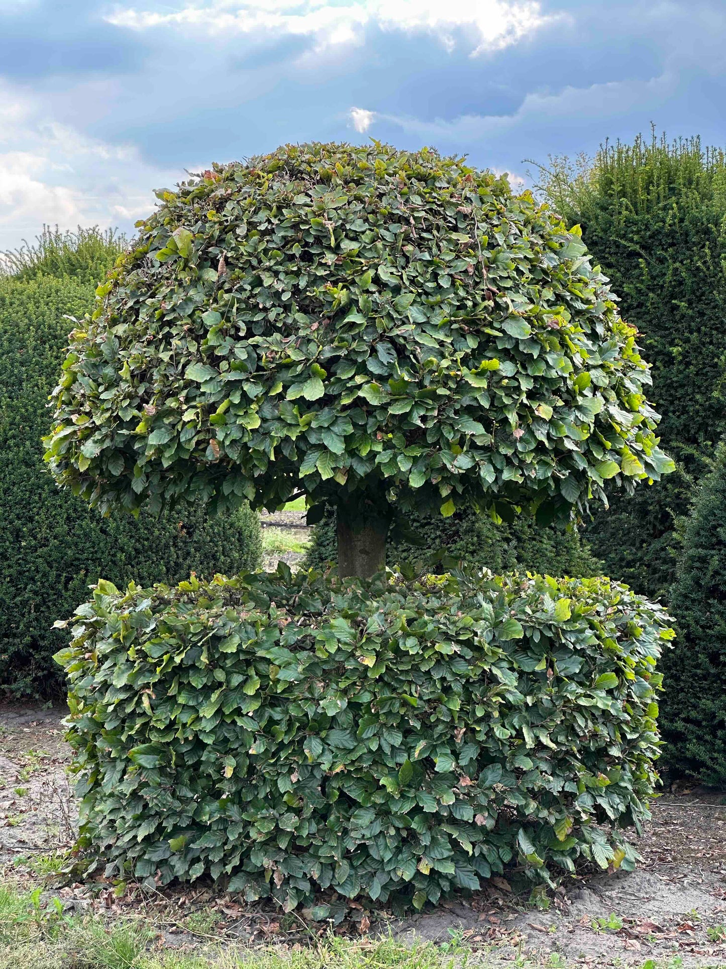 FS TOPIARY #199