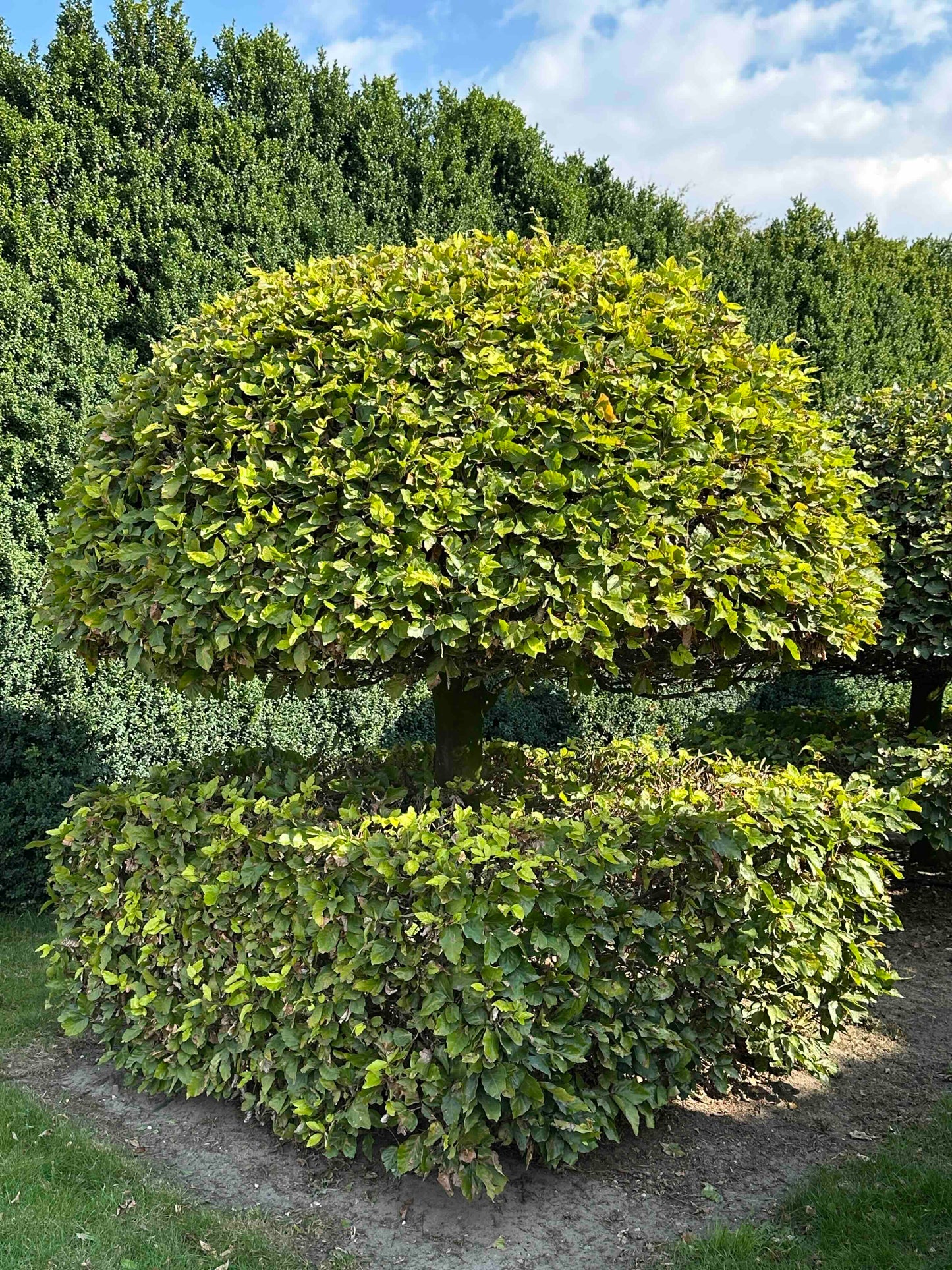 FS TOPIARY #042
