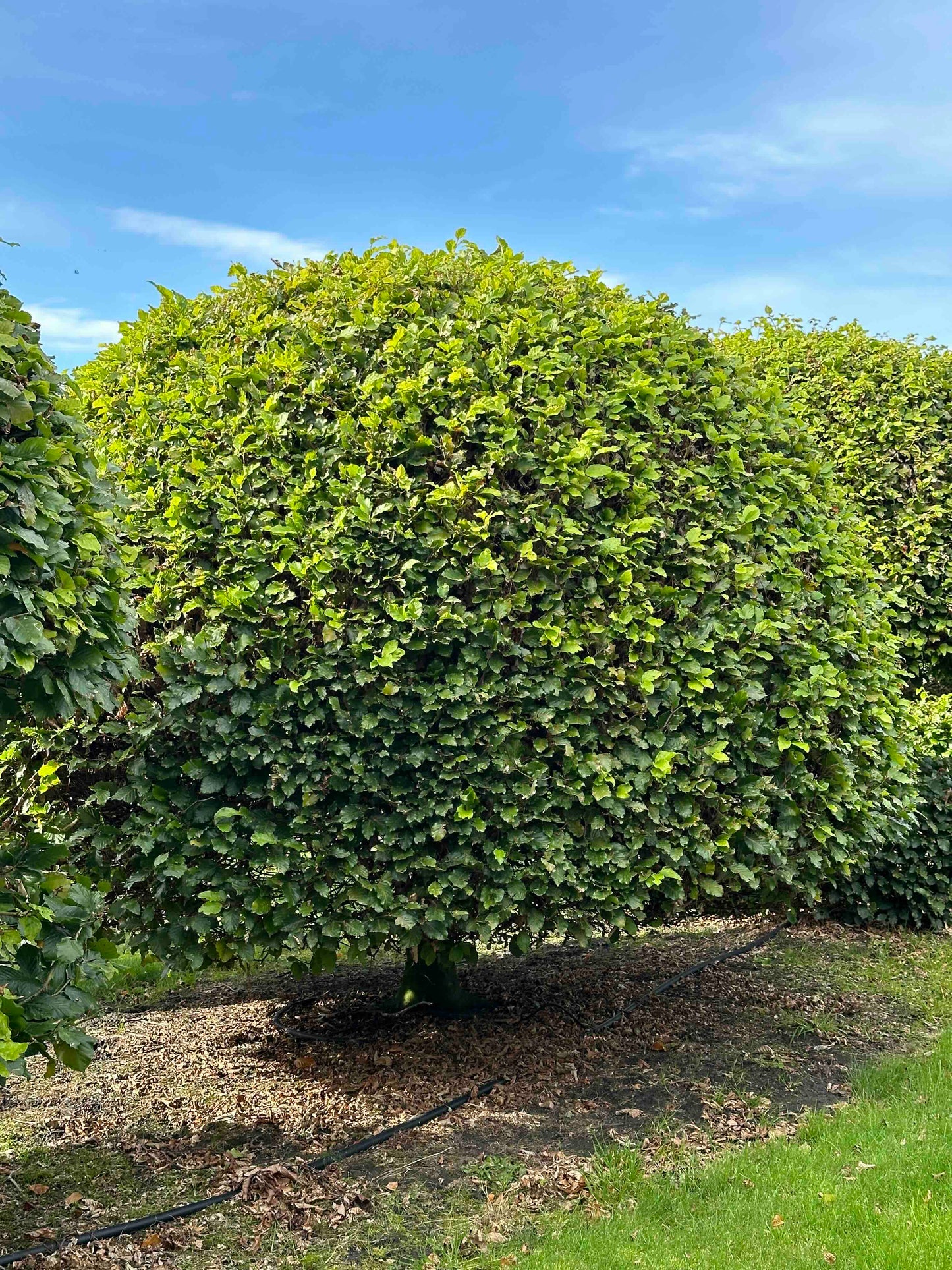 FS TOPIARY #224