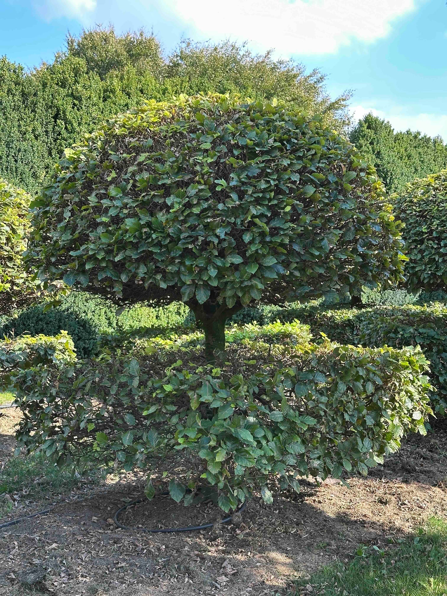 FS TOPIARY #076