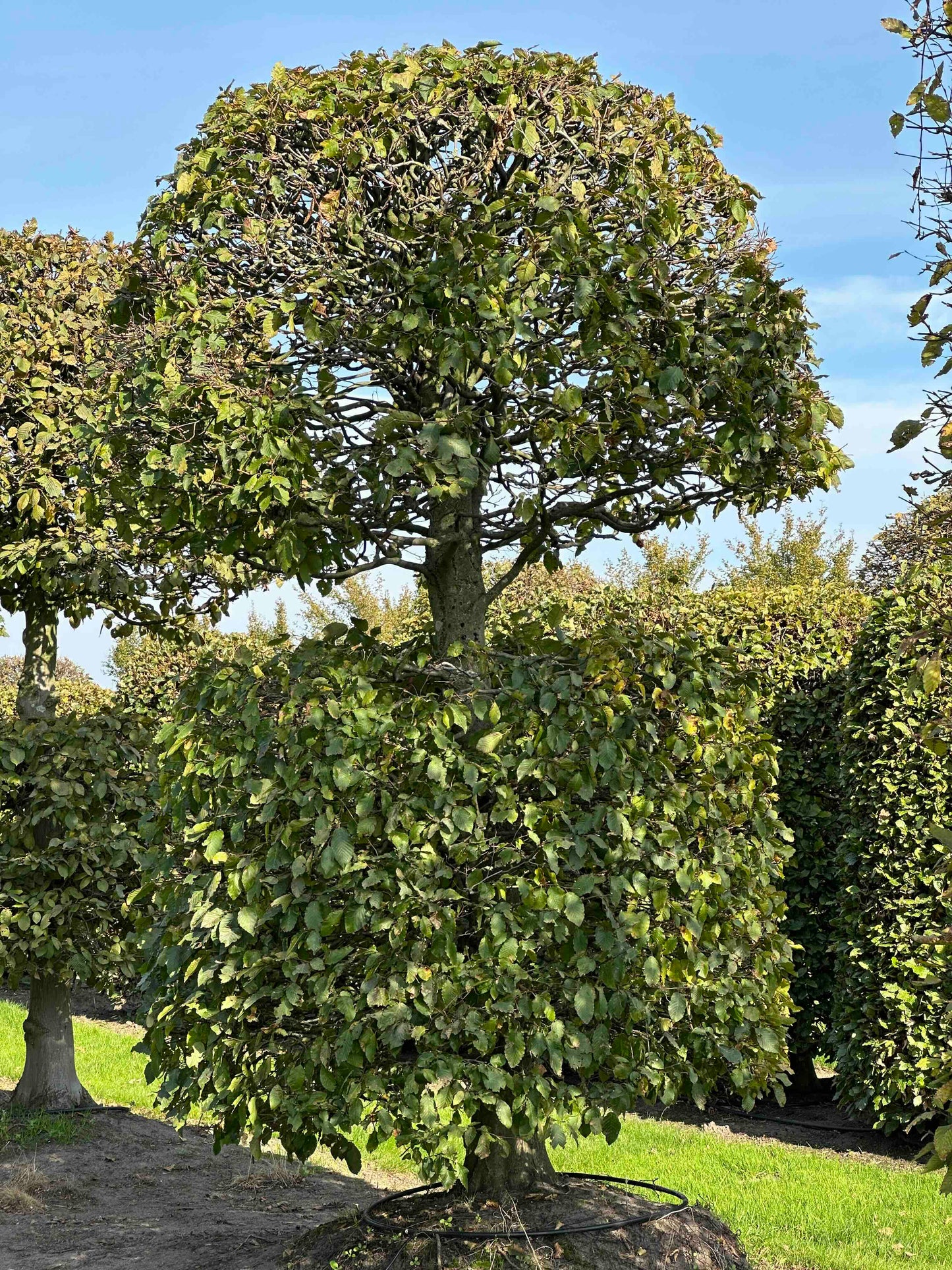 CB TOPIARY #163