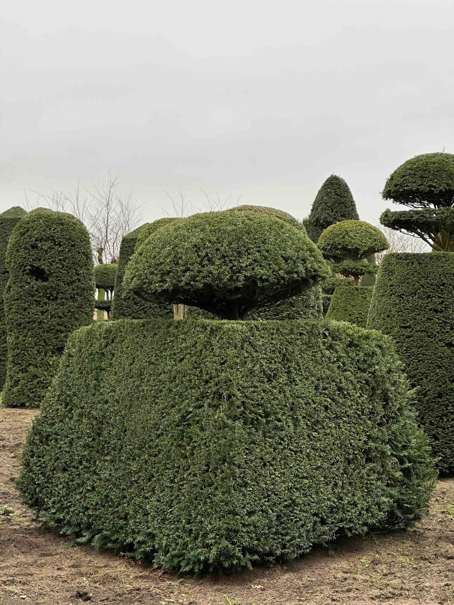 TB TOPIARY #106