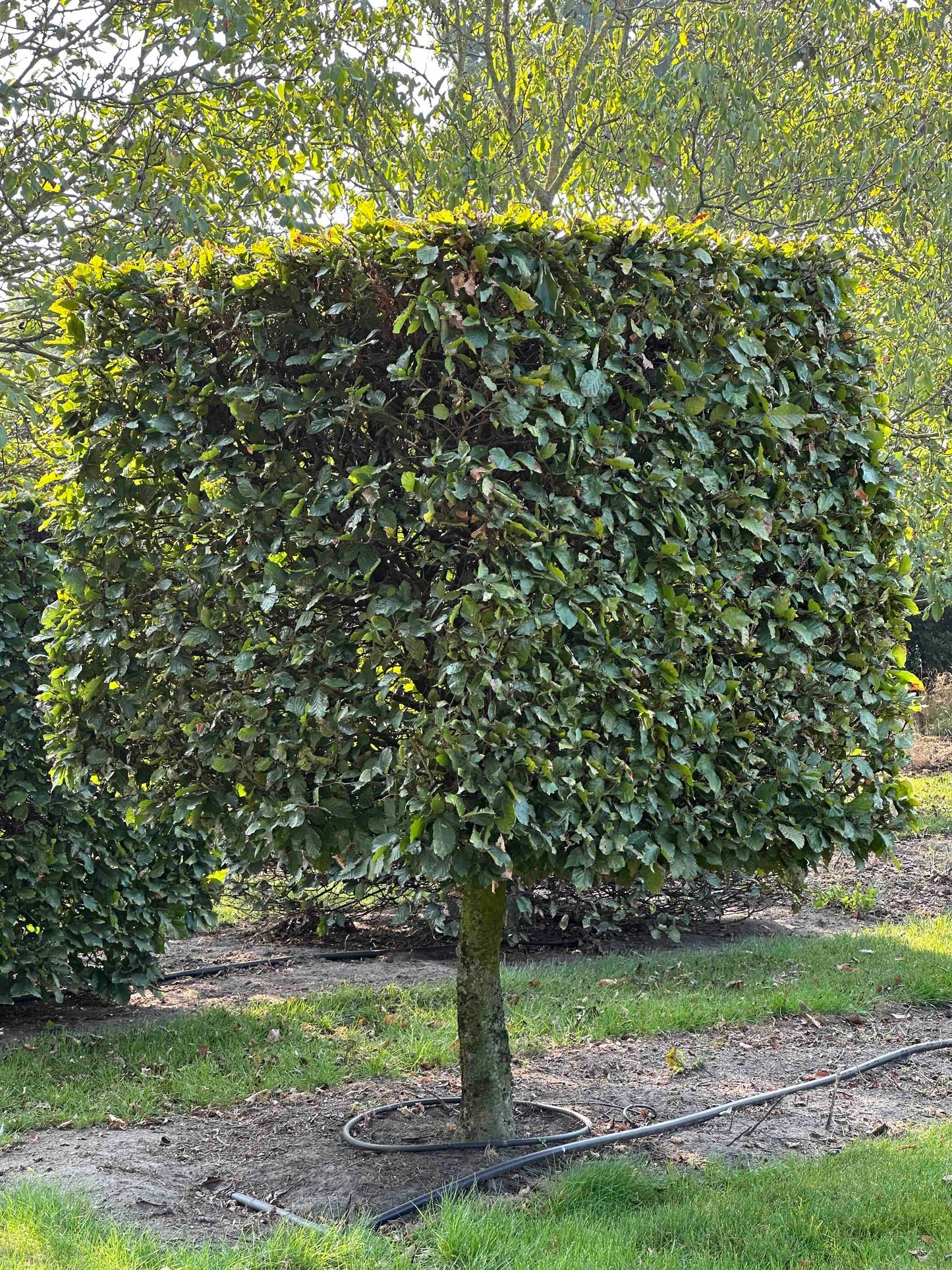 FS TOPIARY #009