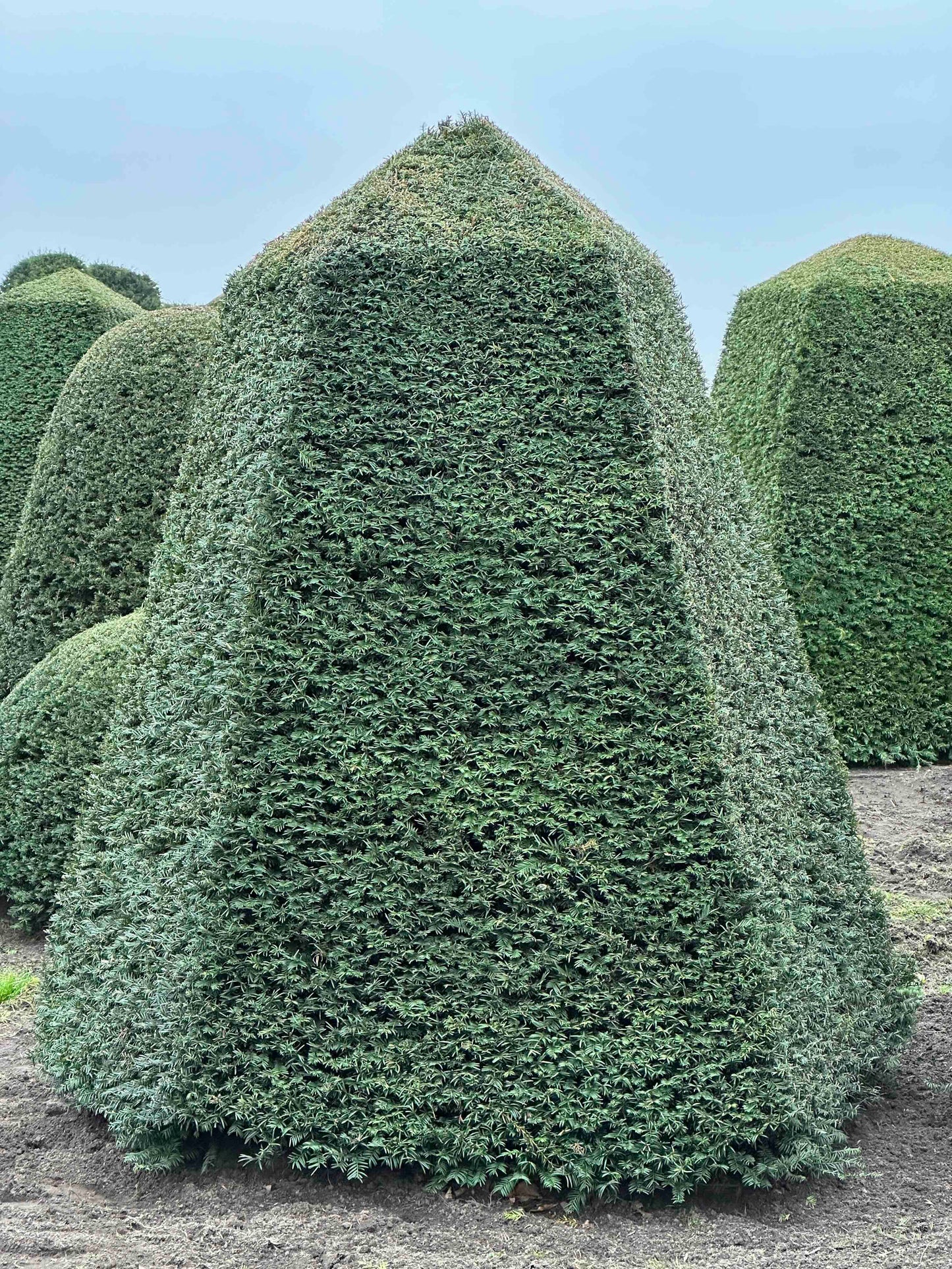 TB TOPIARY #115