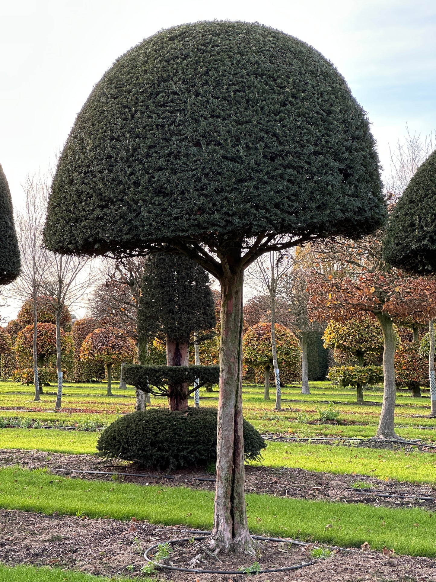 TB TOPIARY #619