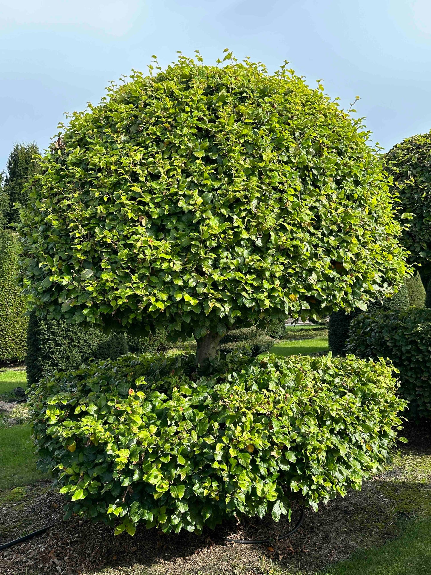 FS TOPIARY #230