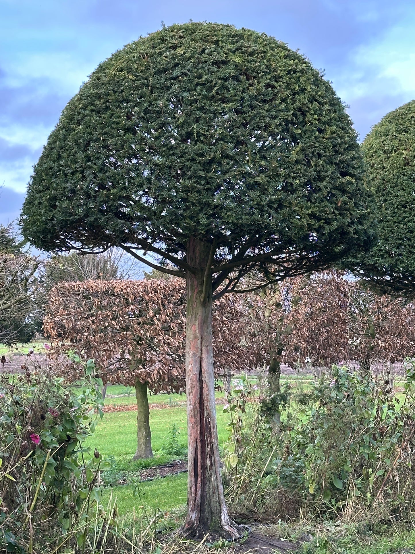 TB TOPIARY #606