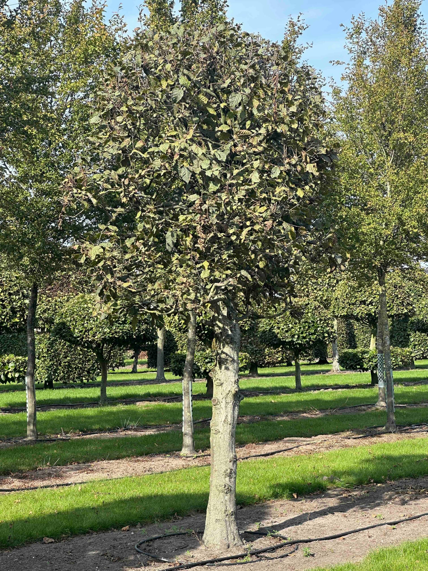 CB TOPIARY #136