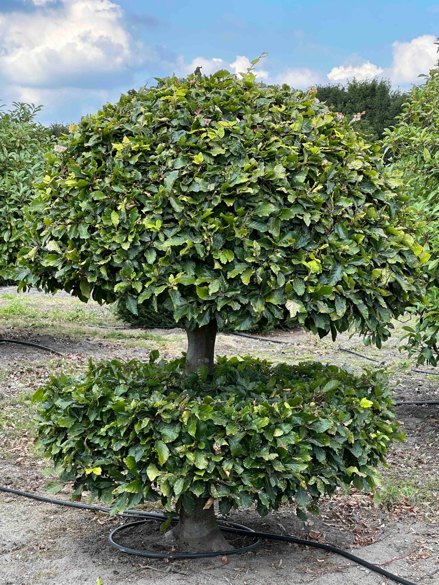 FS TOPIARY #164