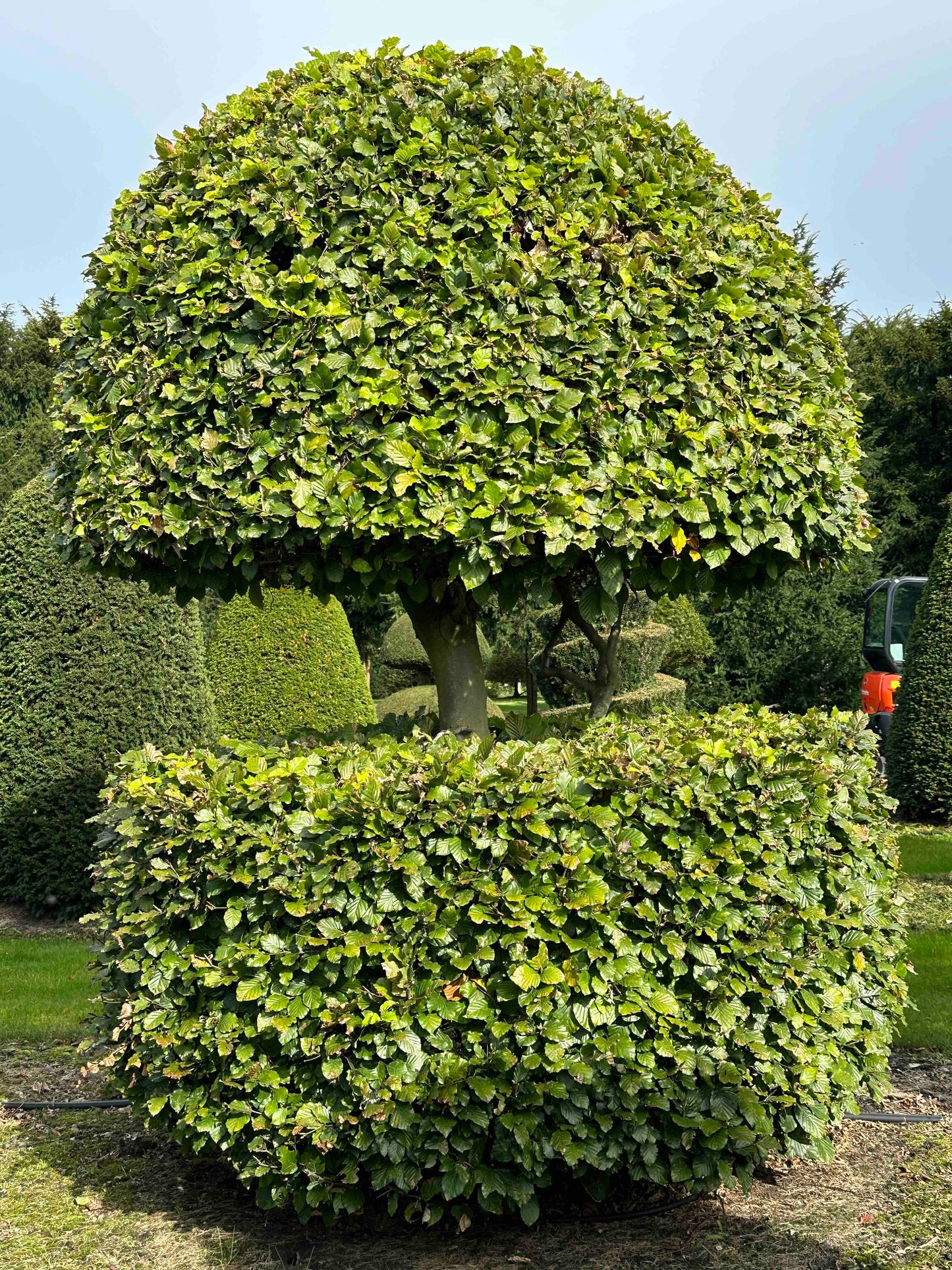 FS TOPIARY #229